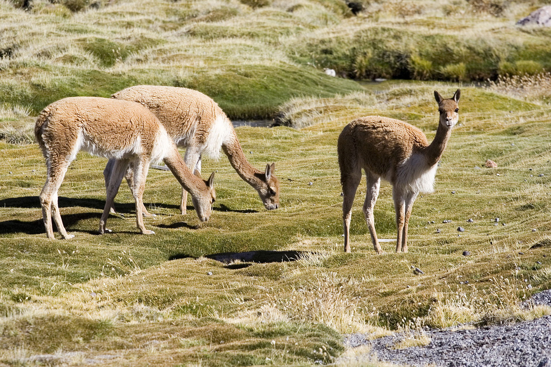Vicuña (Vicugna vicugna) near lake Chungarà, northern Chile, 45…