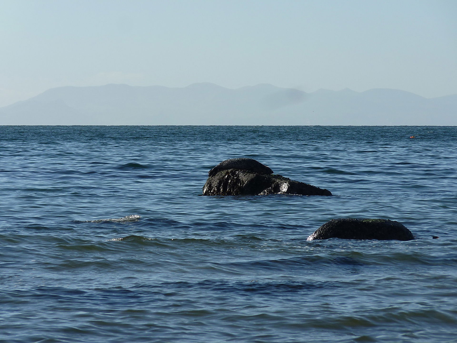 Grey seal basking off Lower Largo