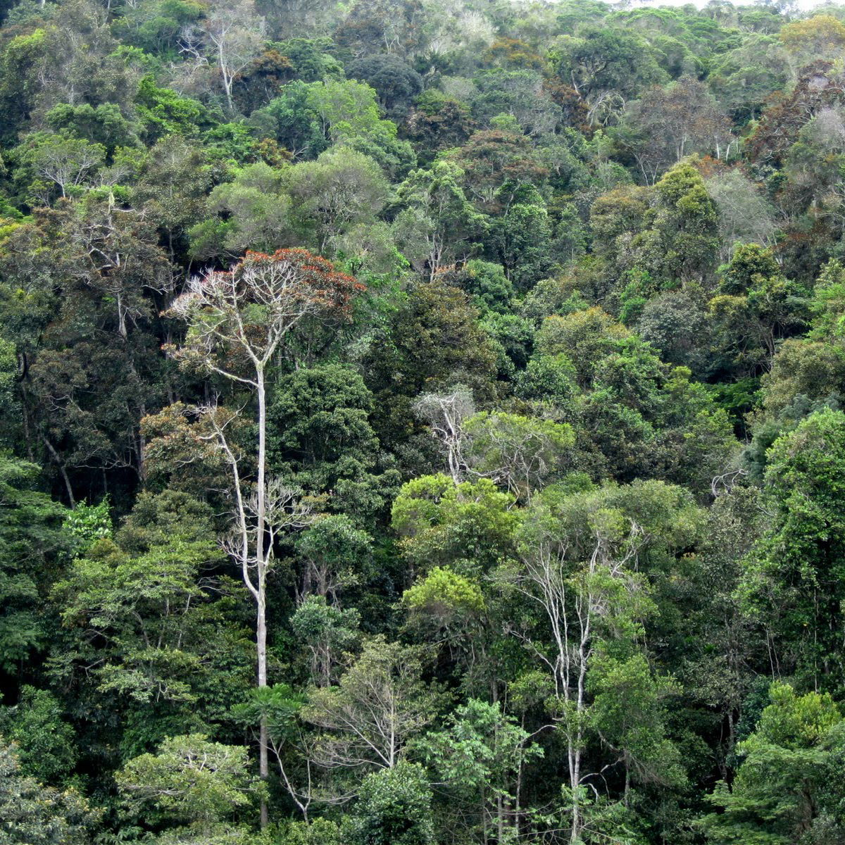 Anjozorobe Forest