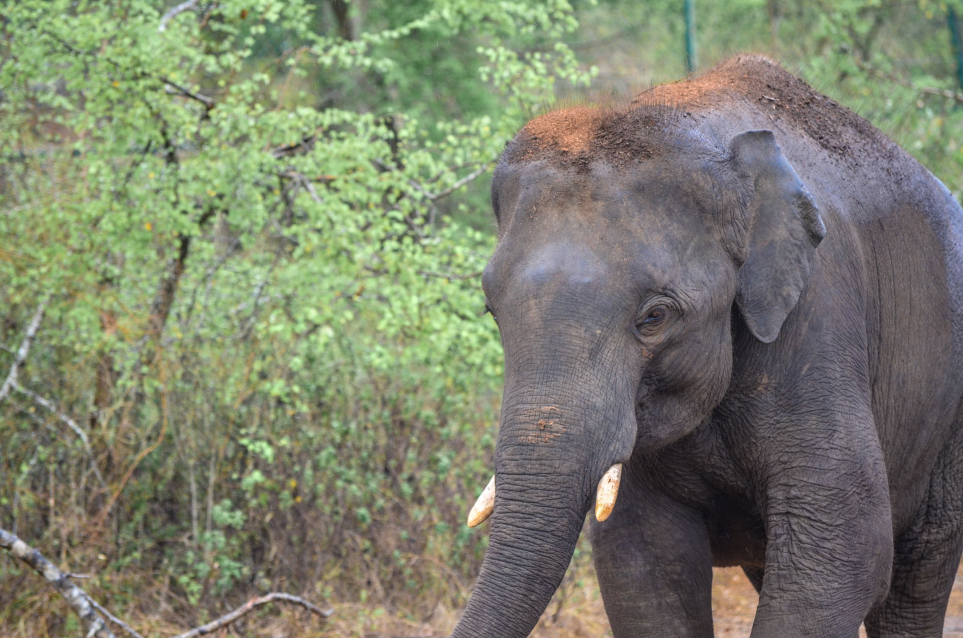 This is a picture of a Baby elephant and it was taken at Ridiya…