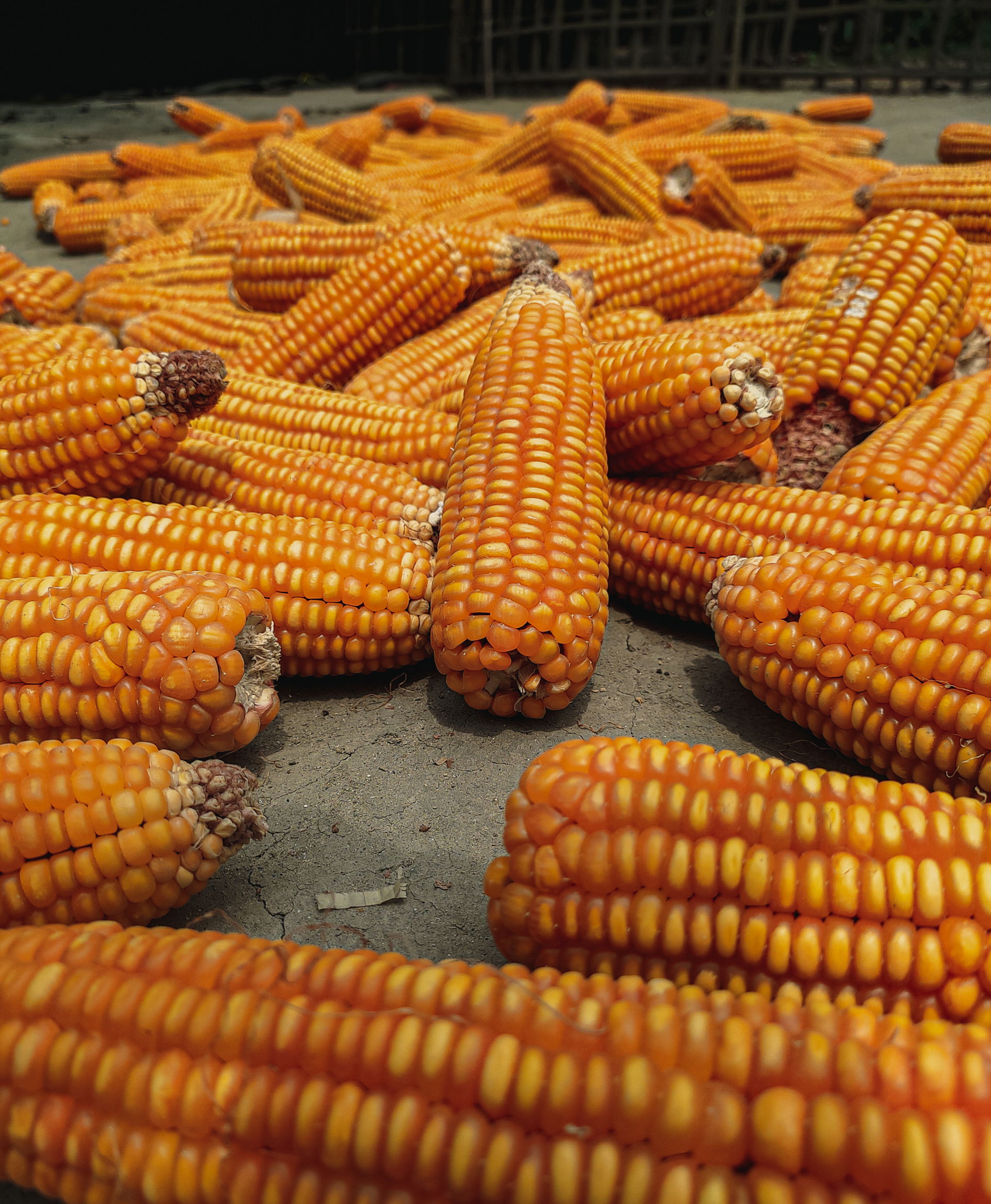 Maize, Kurigram, Bangladesh