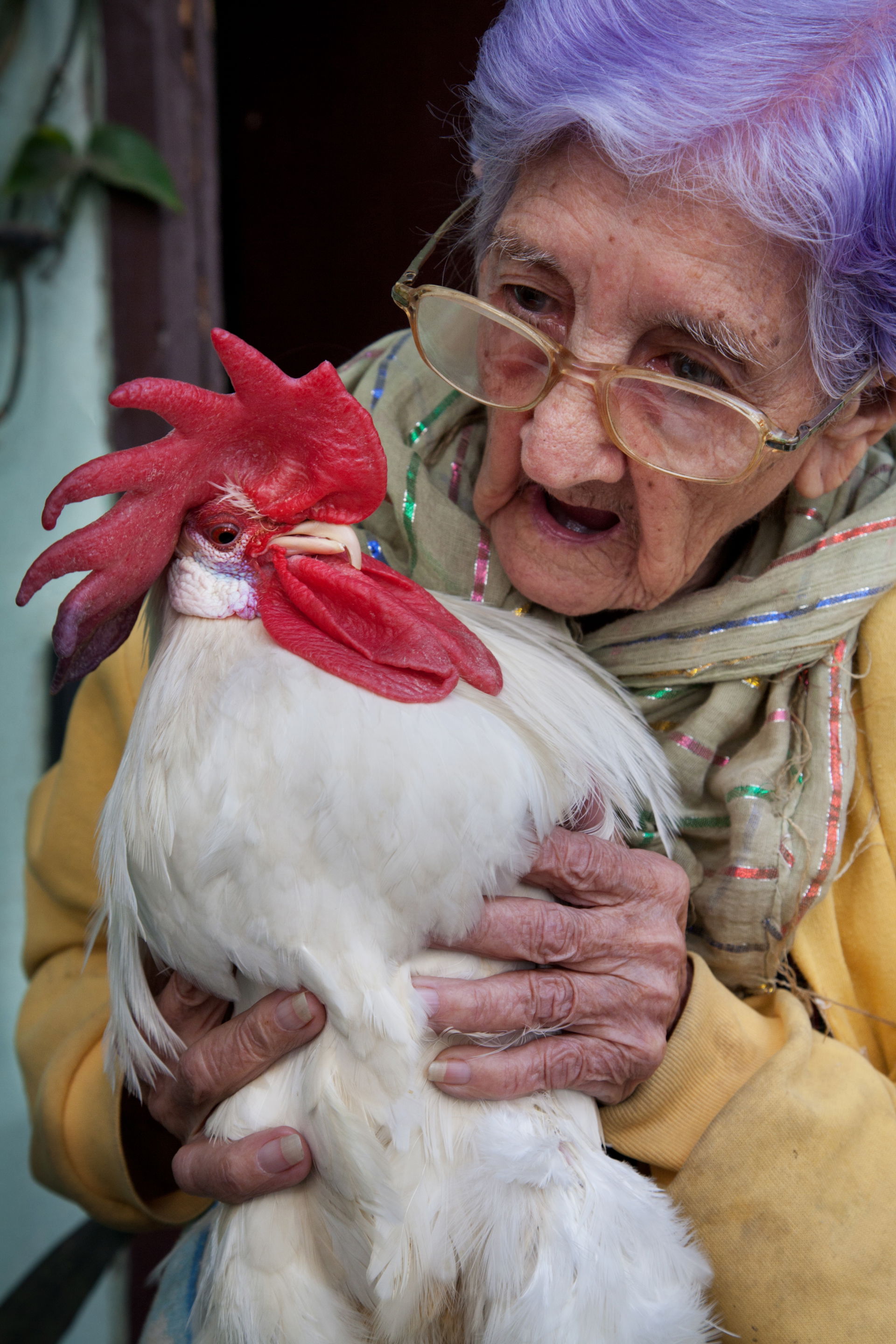 A 95 year old woman with her pet rooster. Havana (La Habana), C…