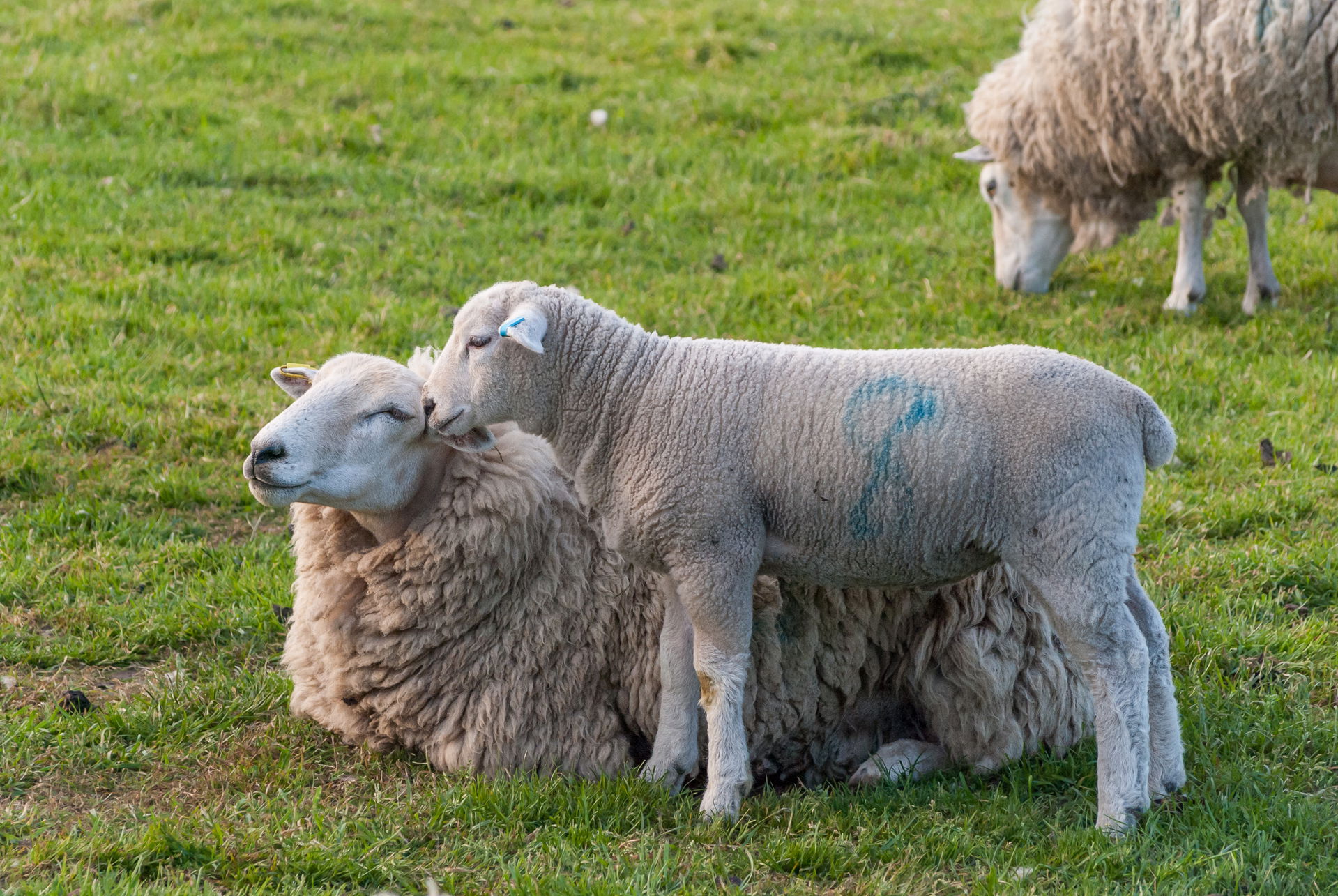 Lamb and its mother in a farmer's field in Alsager, Cheshire