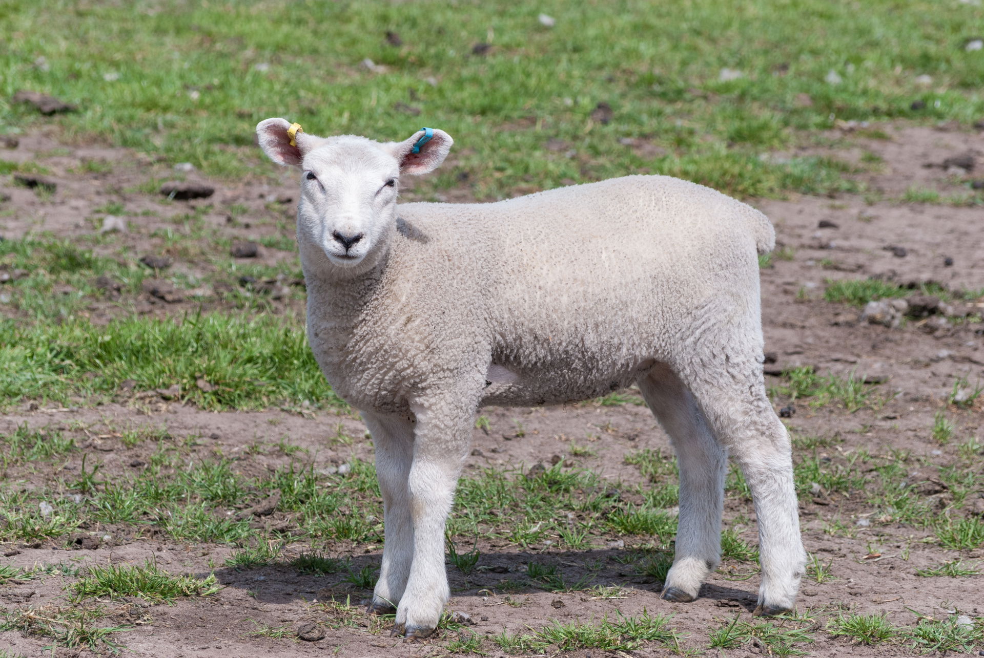 Two-month old lamb standing in a farmer's field in Alsager, Che…