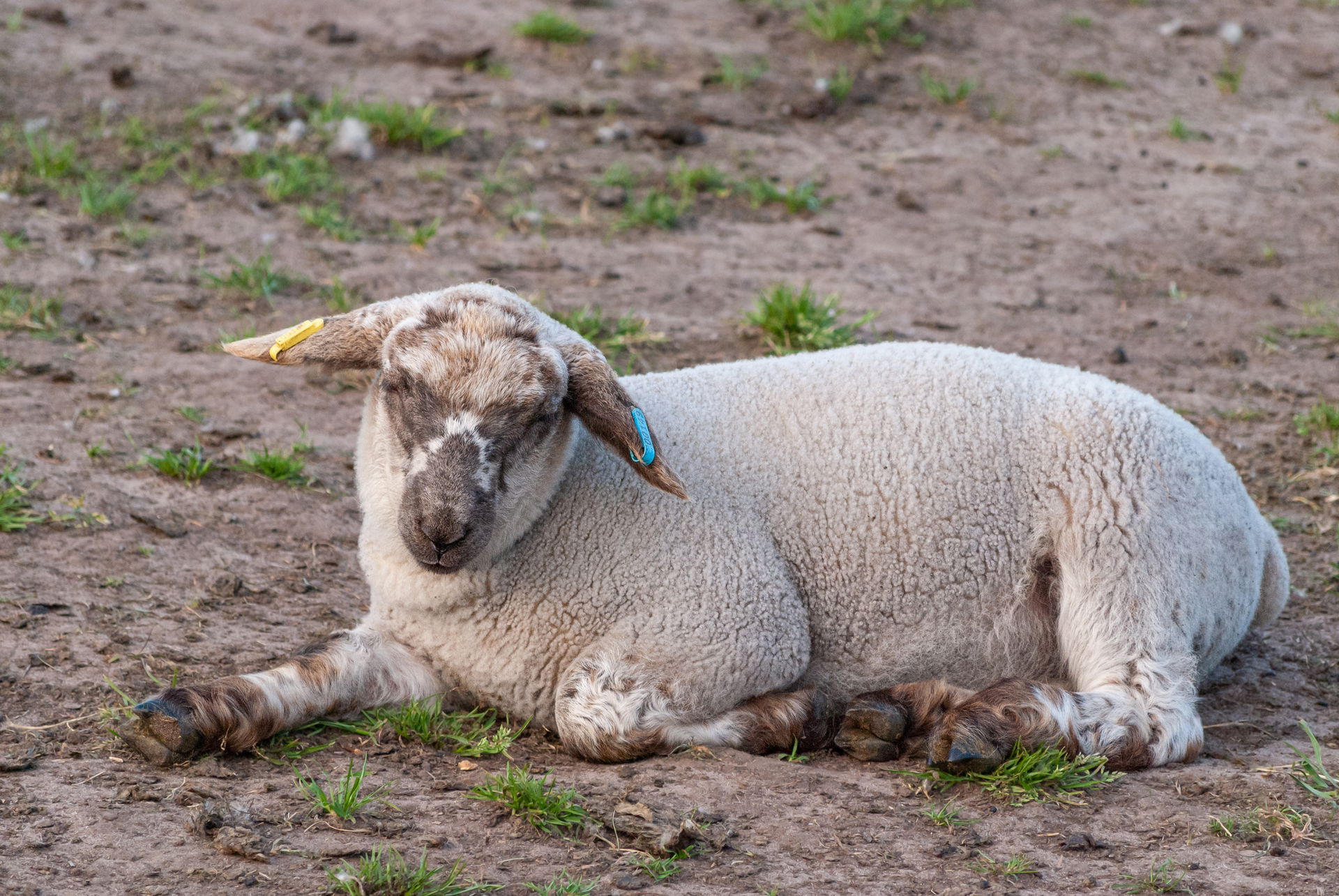 Lamb resting in a farmer's field in Alsager, Cheshire