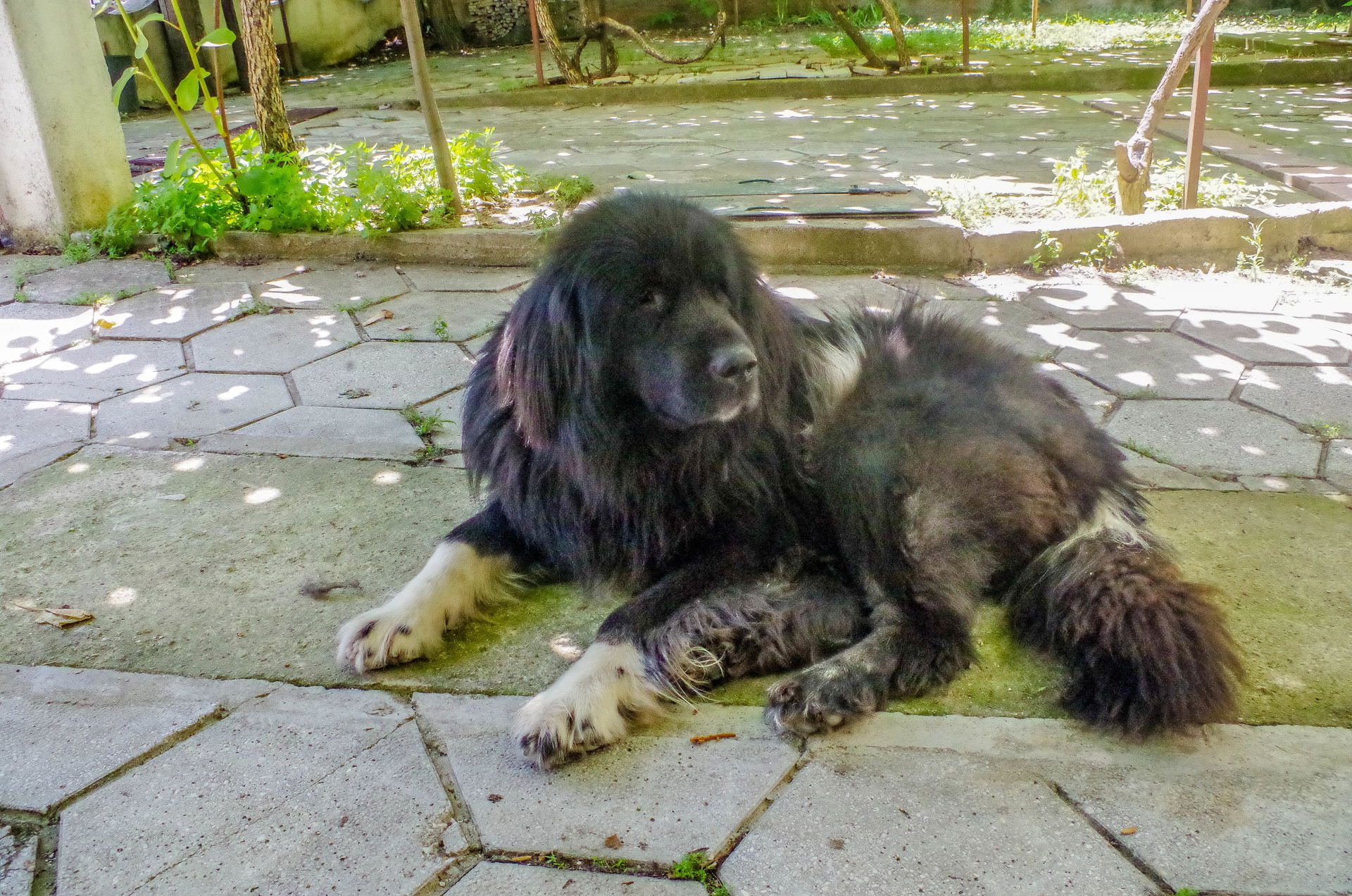 Karaman dog
