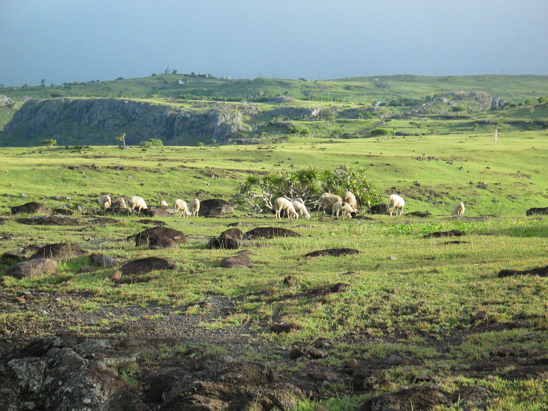 Rodrigues Island, Mauritius. Some goats are grazing.