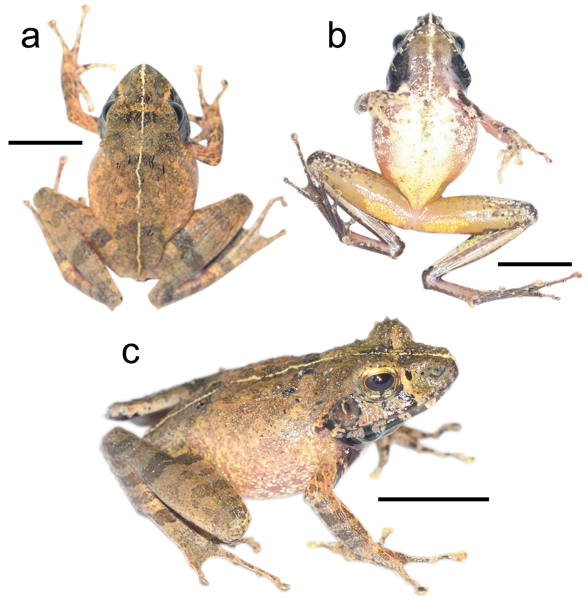 Figure 5; The holotype of Gephyromantis angano sp. n., ZSM 68/2…