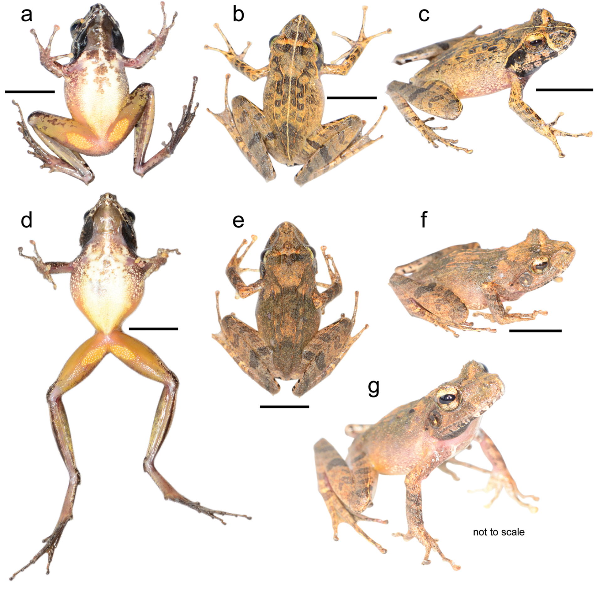 Figure 8; Gephyromantis sp. Ca29 from Andranonafindra in life. …