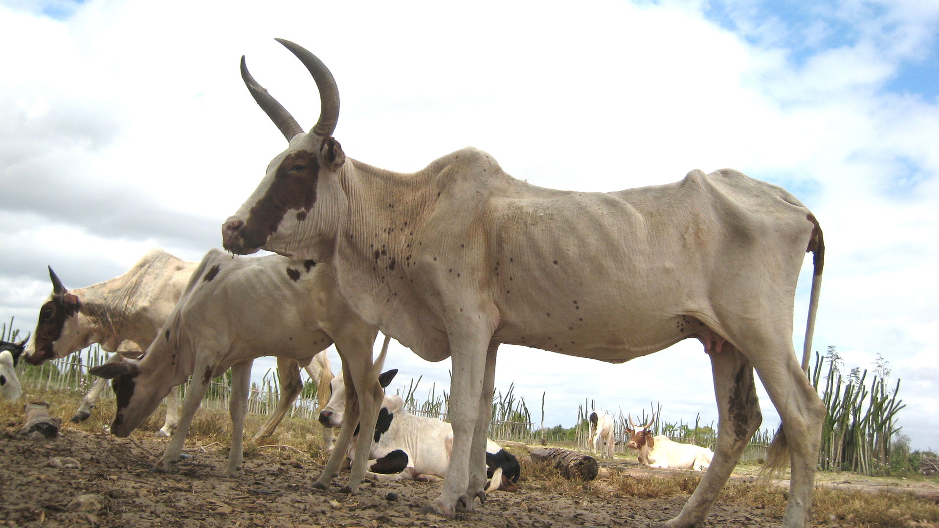 Zebu in Madagascar
Photo taken in a small village somewhere nea…