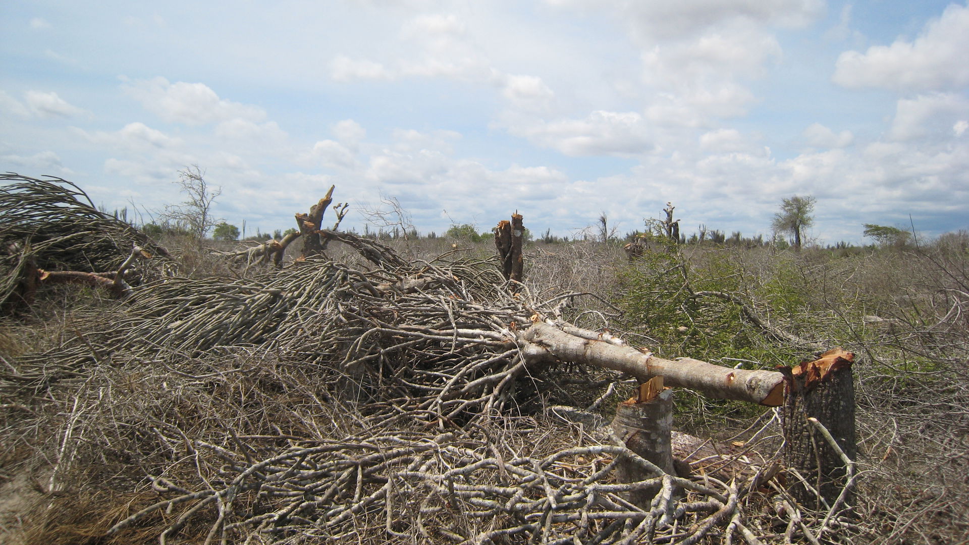 Spiny forest destruction in southern Madagascar near Beloha