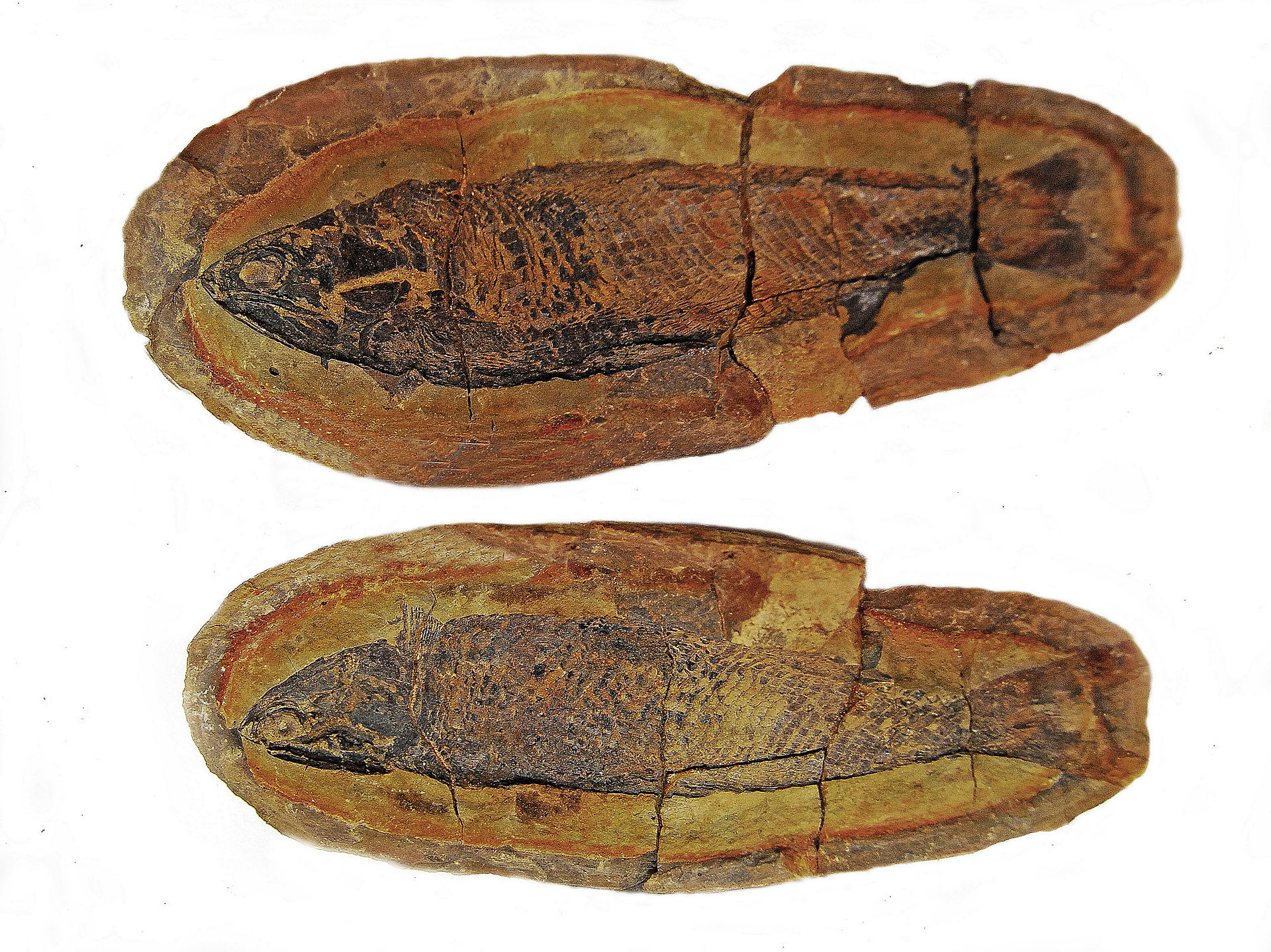 Boreosomus gillioti. Early Triassic Dienerian. Beroroha Madagas…