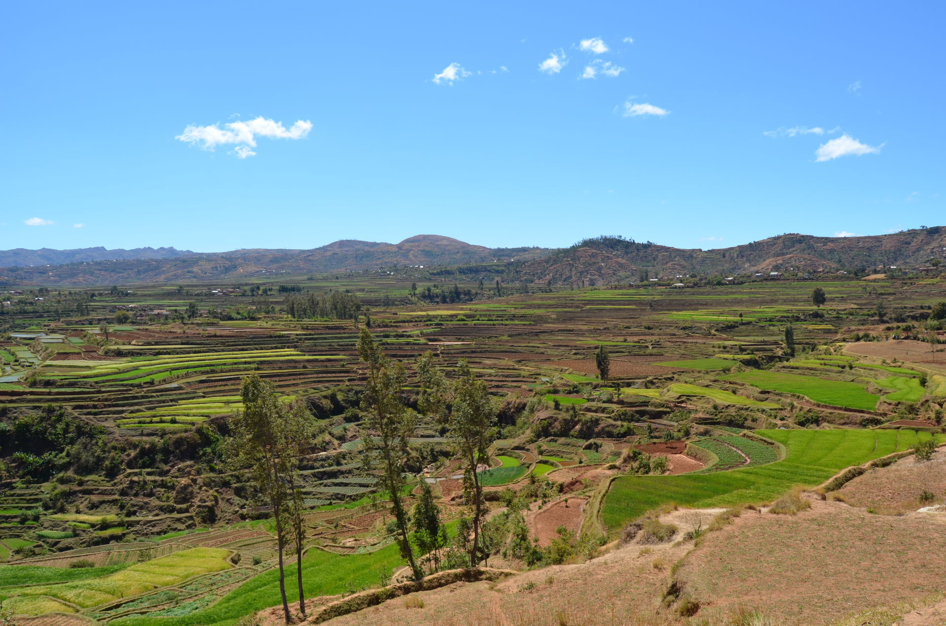 Rice fields near Betafo.