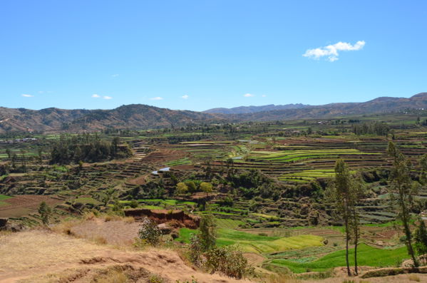 Betafo