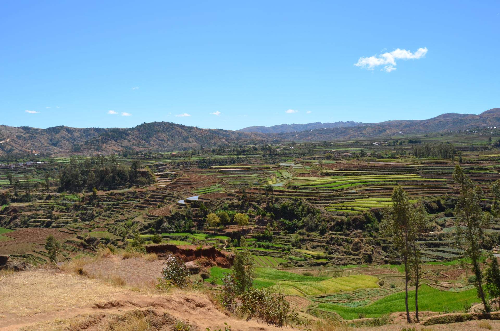 Rice fields near Betafo.