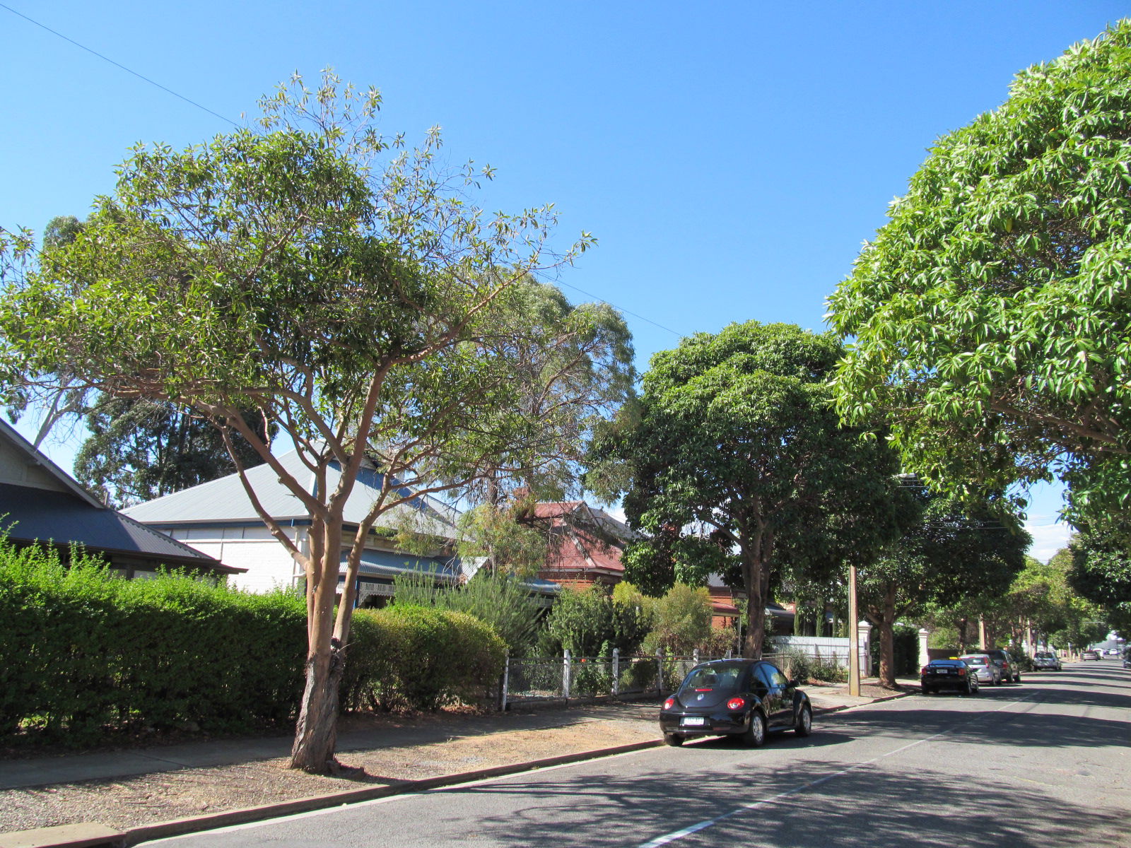 Houses in Welland Avenue, Welland, Adelaide.