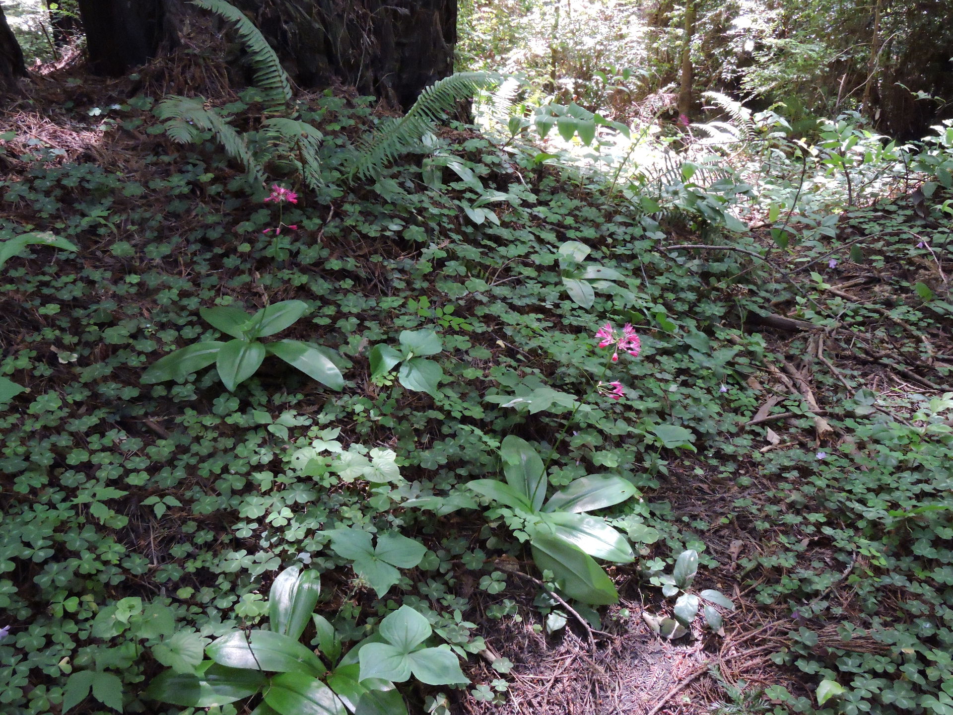Clintonia andrewsiana, photo June 8, 2019, Rohner Park Redwood …