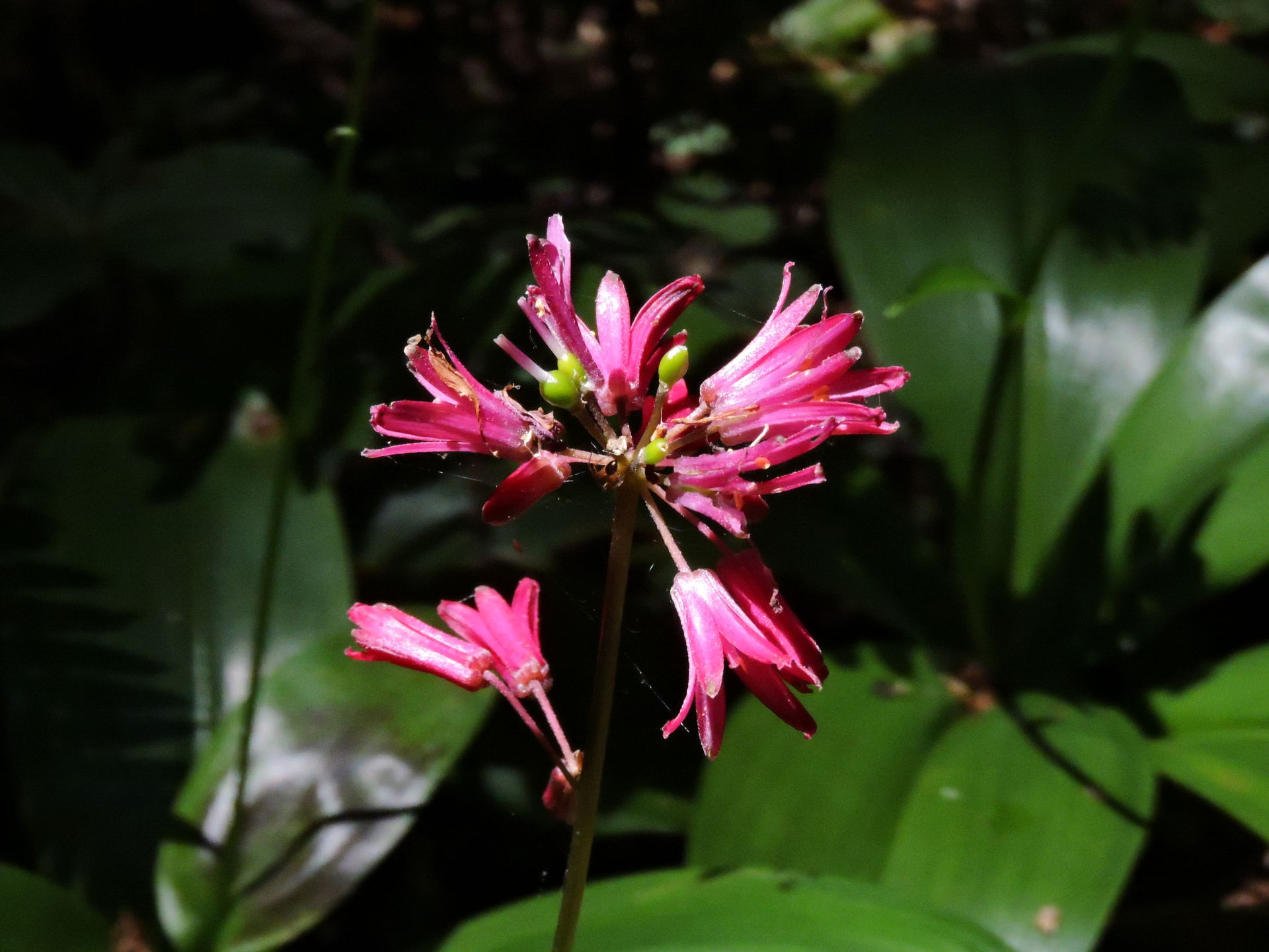 Clintonia andrewsiana, photo June 8, 2019, Rohner Park Redwood …