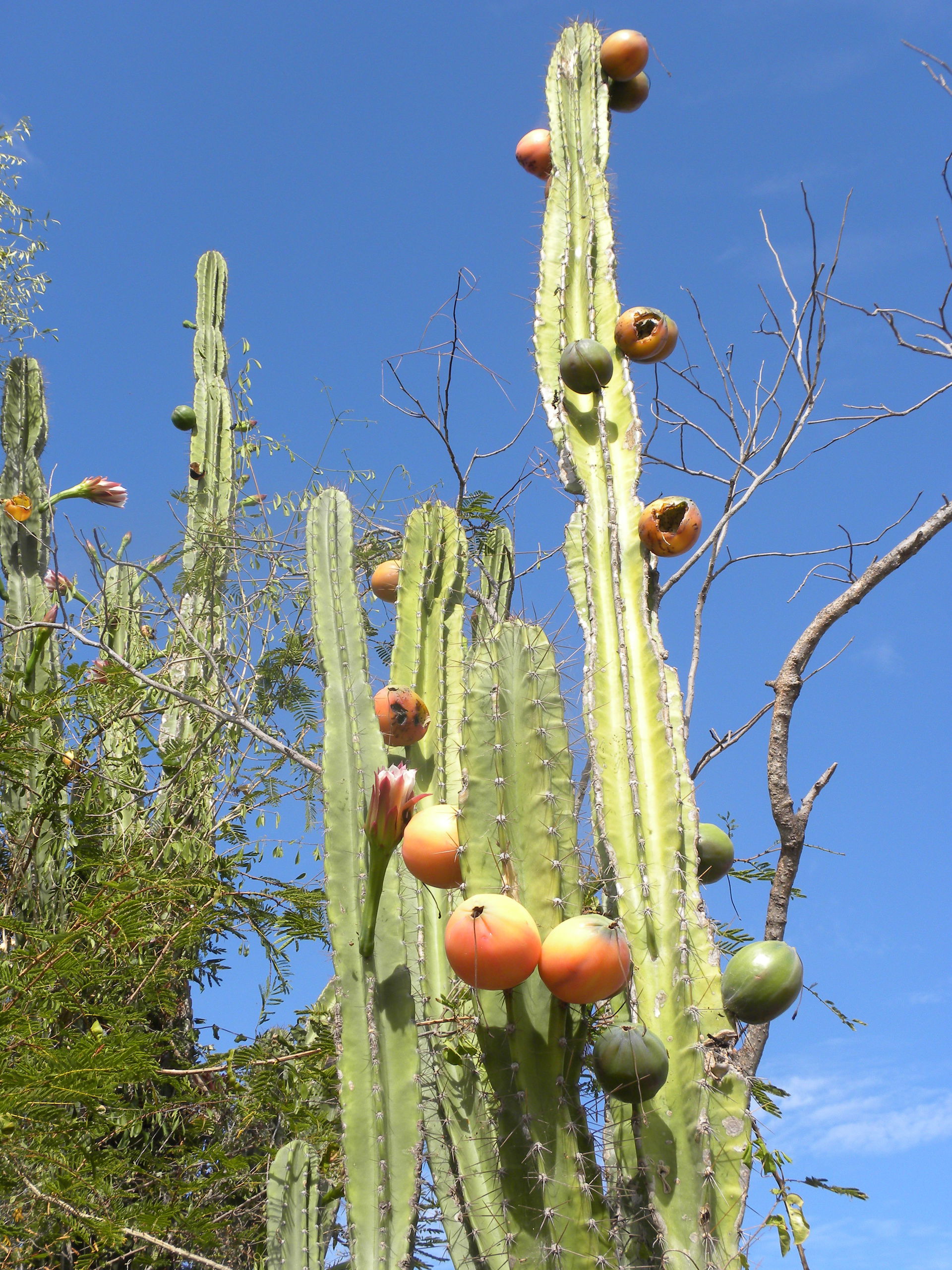 Cactus de Madagascar