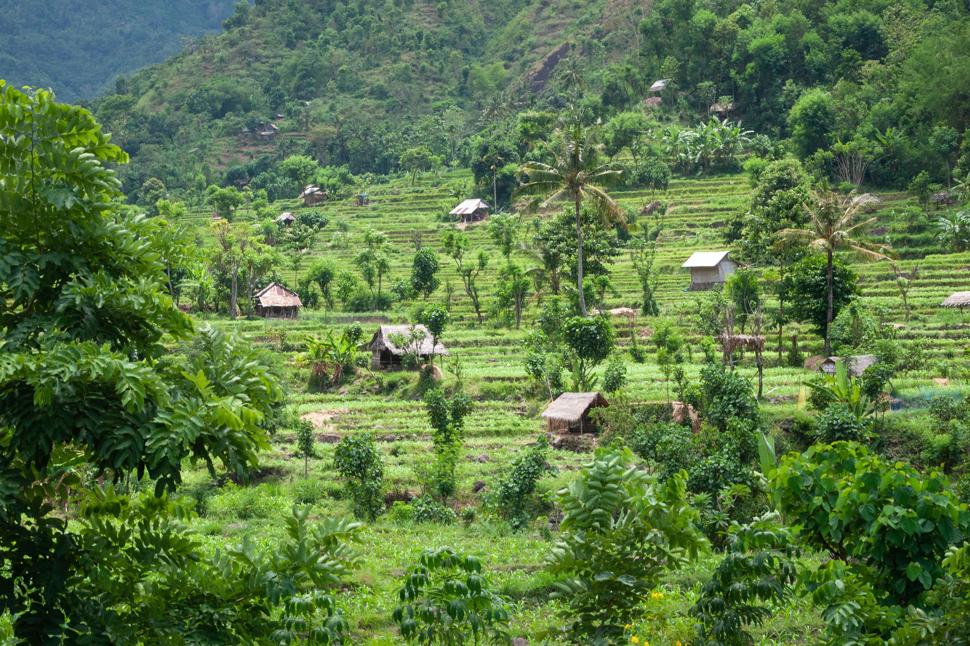 Valleys of rice fields on rich volcanic soil are interspersed w…