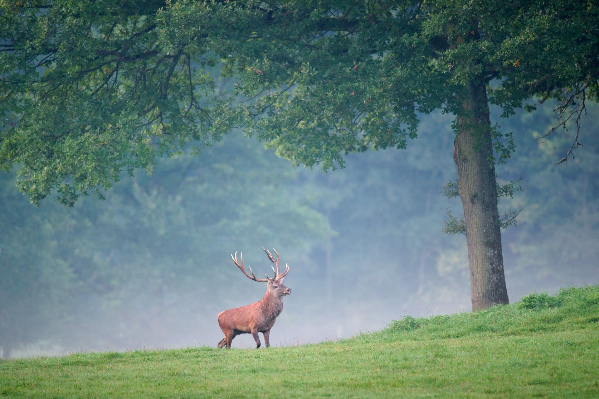 A Red deer Cervus elaphus, in Freyr forest, near Han-sur-Lesse,…