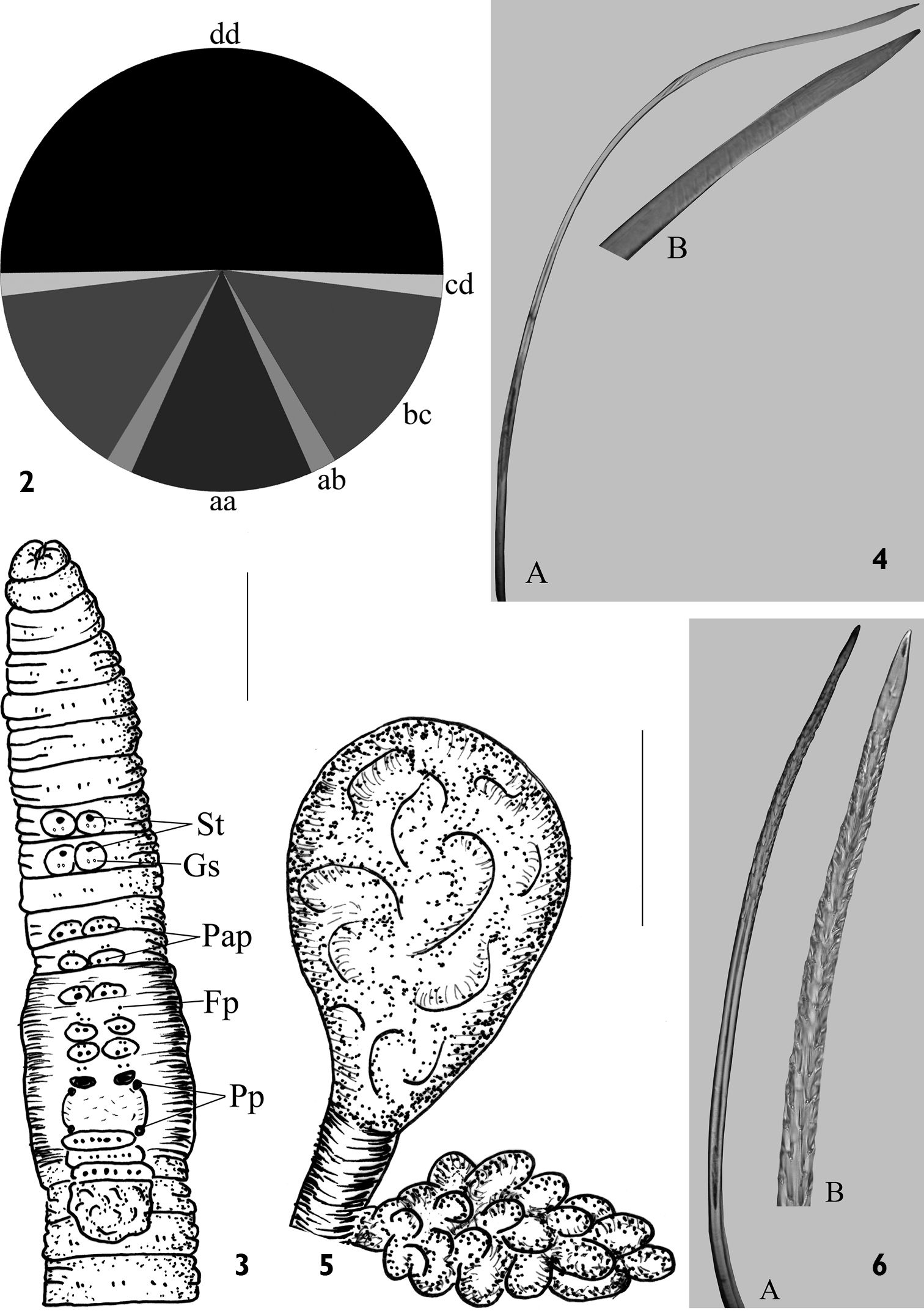 Figure 2–6; Howascolex farafangana sp. n. 2 Setal arrangements;…