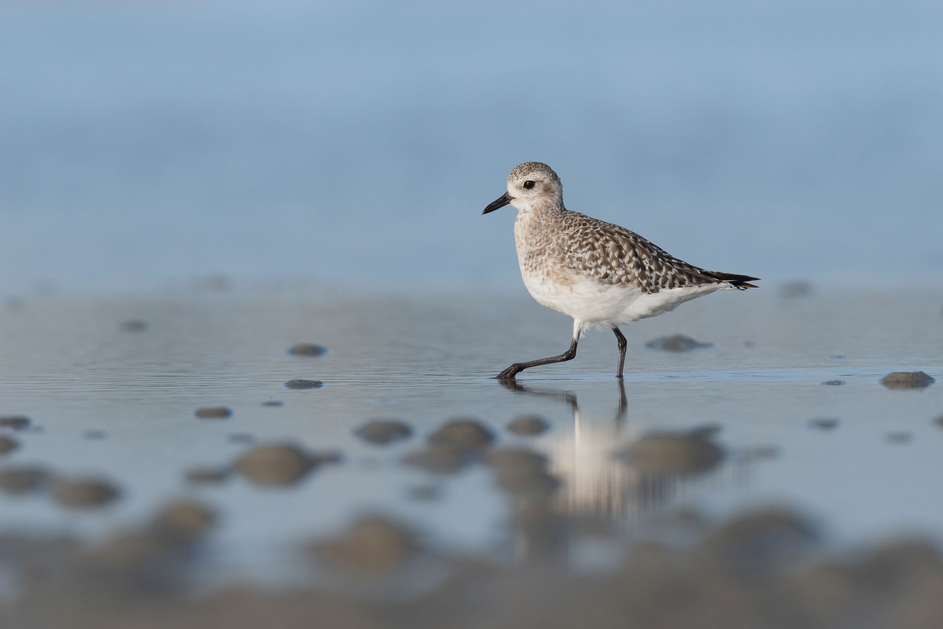 Grey plover (Pluvialis squatarola) in Djerba