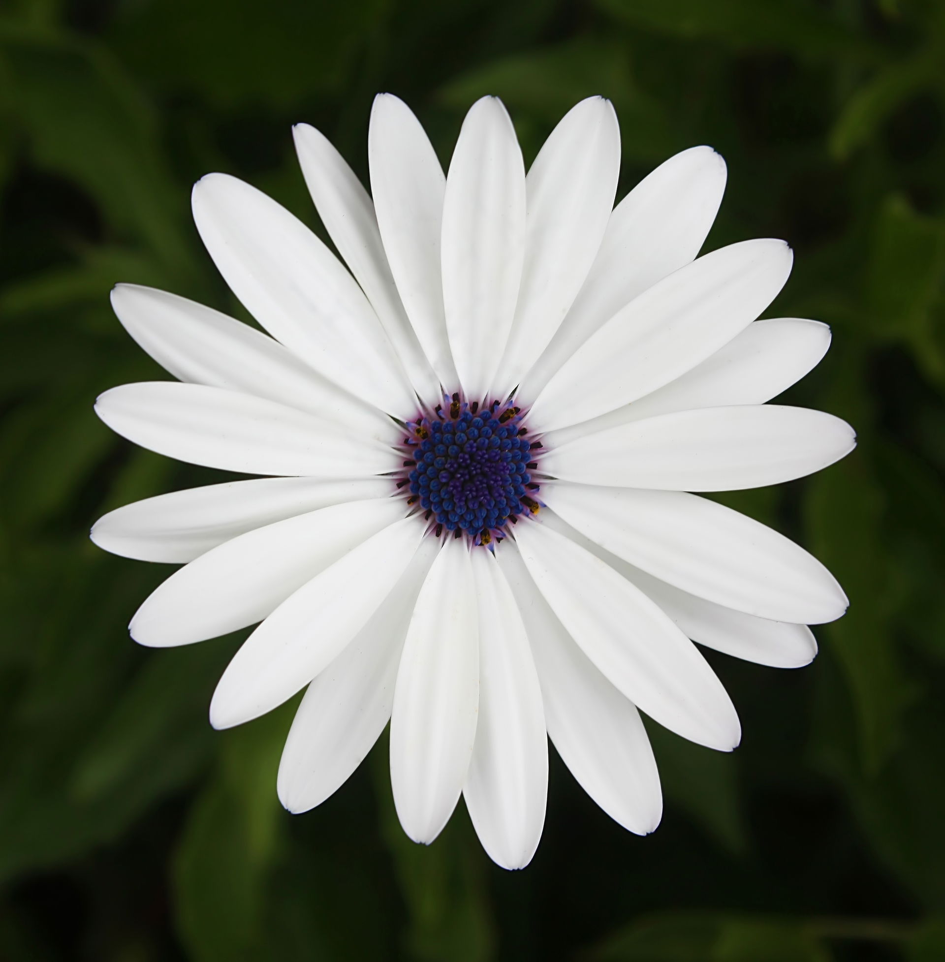 White Cape Daisy (Osteospermum barberiae) flower in Galway's La…