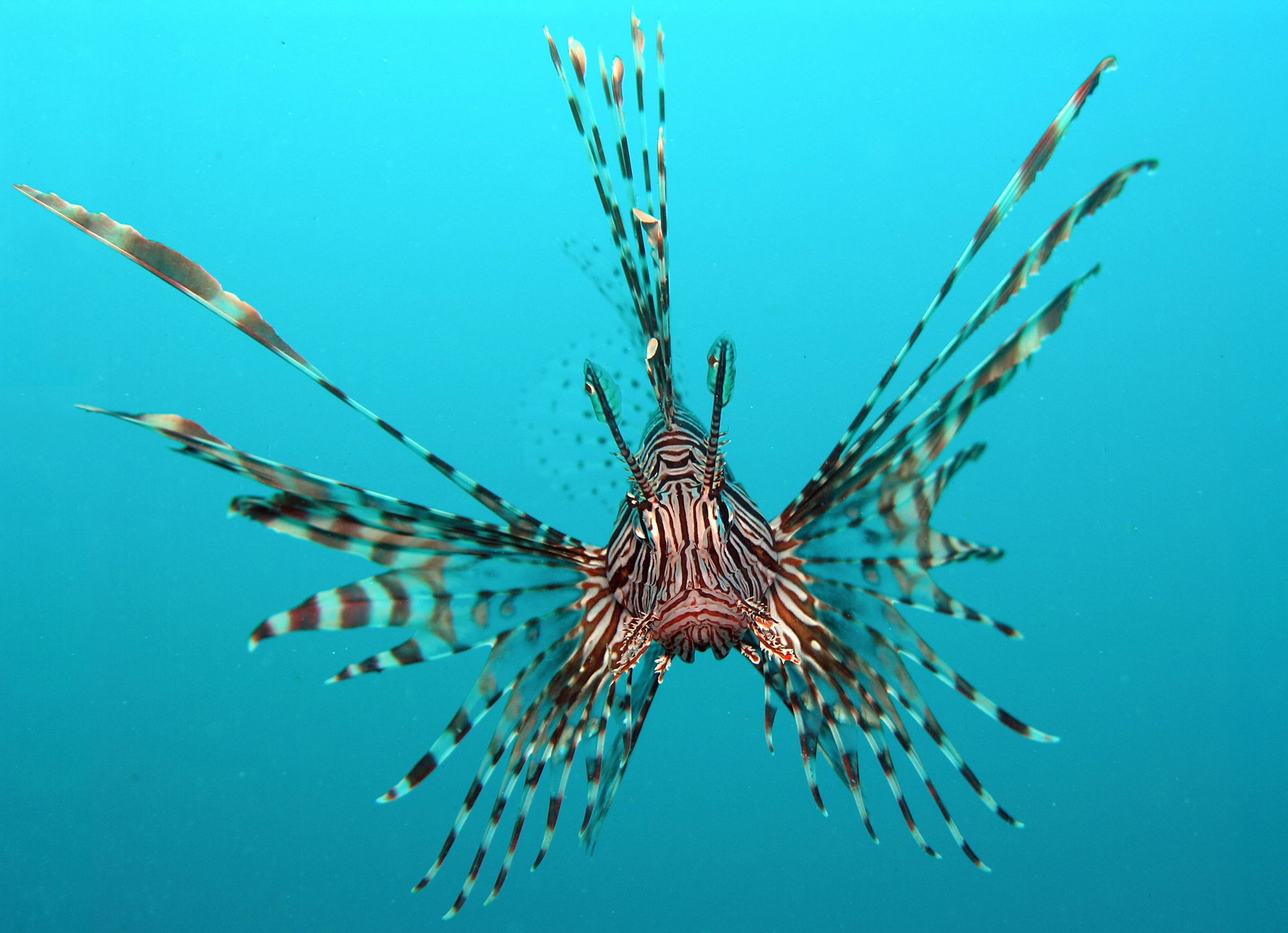 Common lionfish (Pterois volitans) taken at Tasik Ria, Manado, …