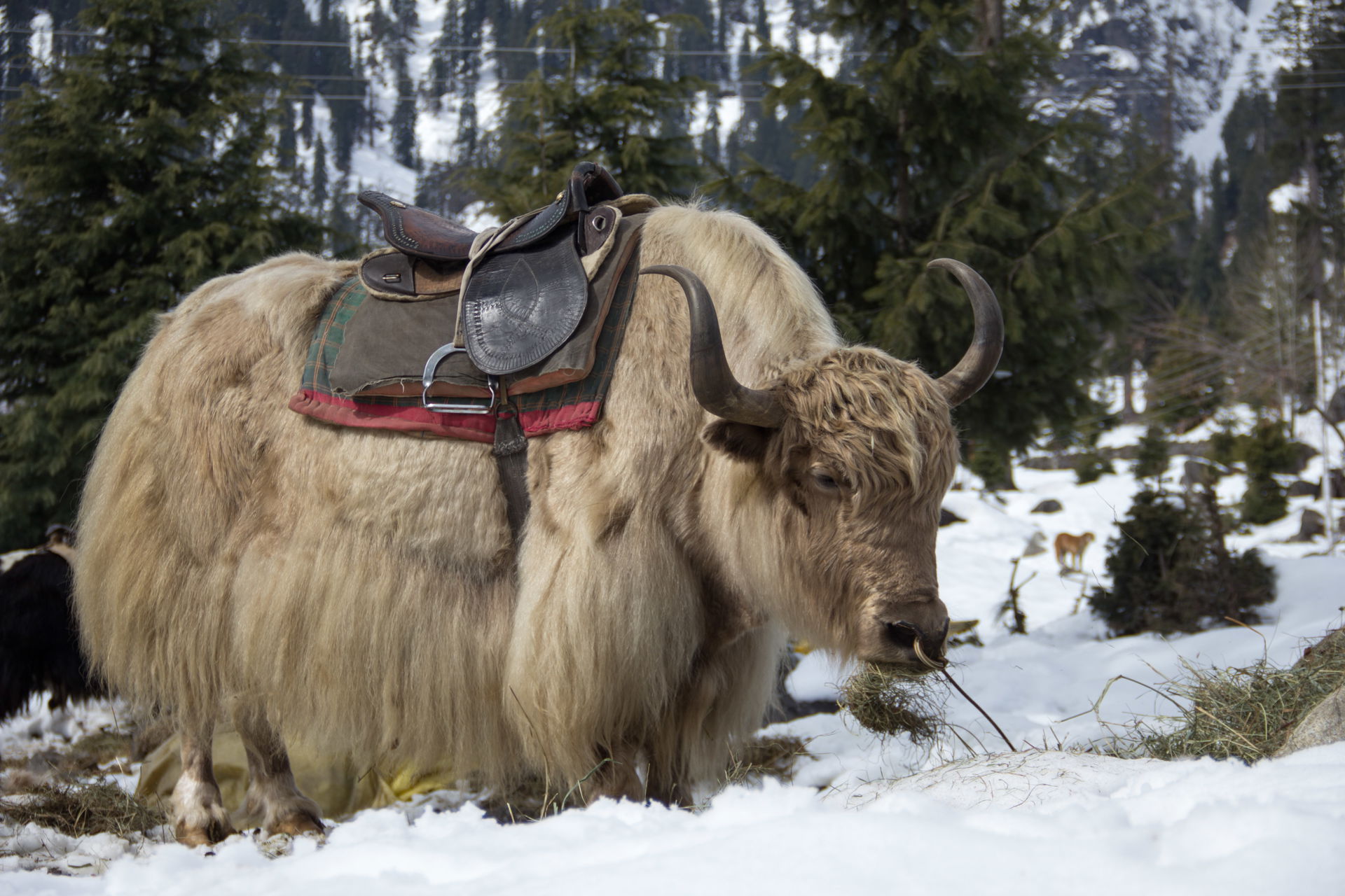 Yak used for tourist travels in Manali, Kullu district, Himacha…