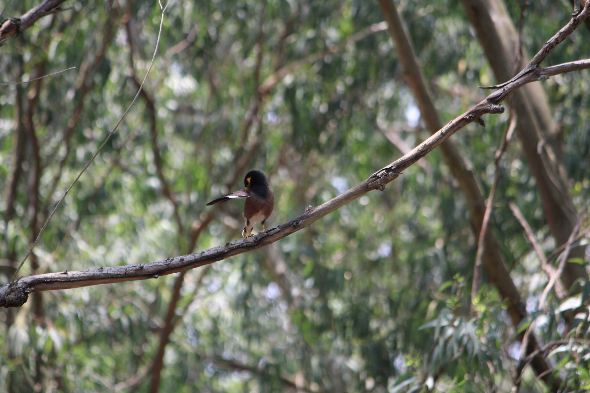common myna in ayyur range of hosur sitting on a branch backgro…
