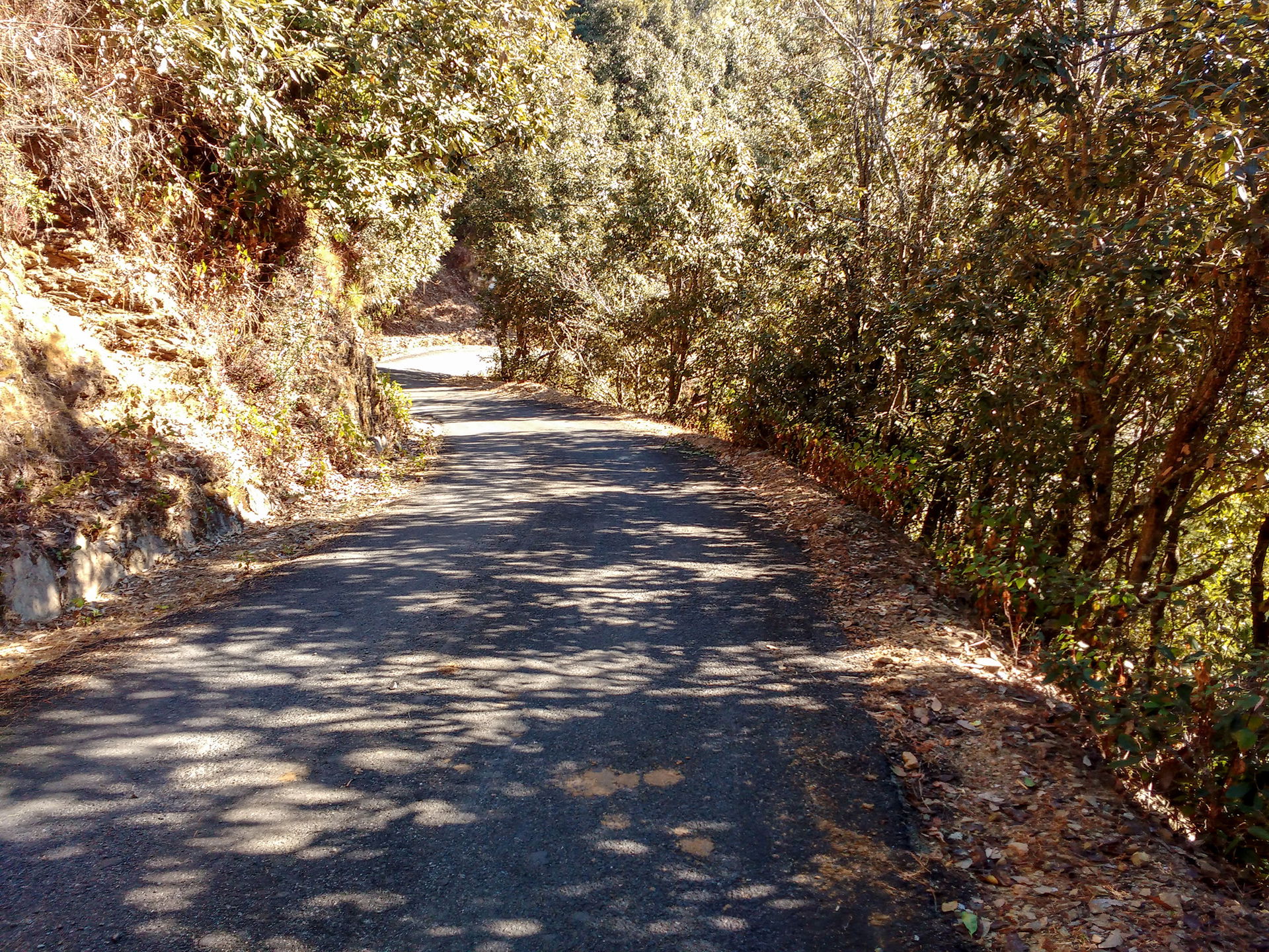 Road to Abott Mount Lohaghat