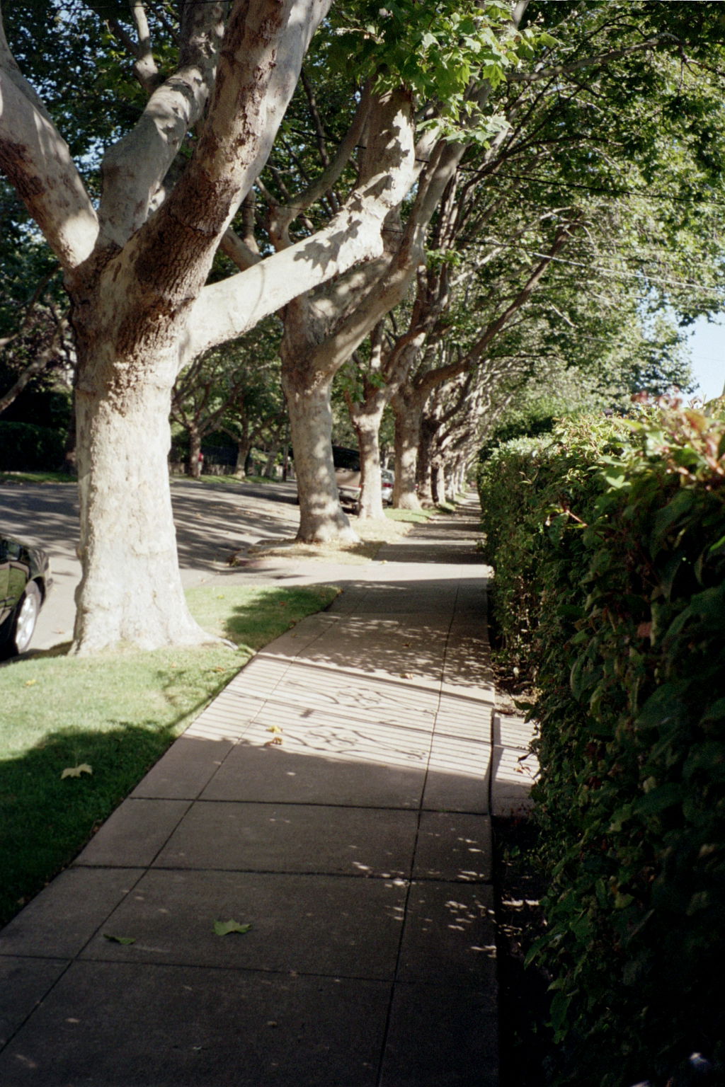 El Cerrito Ave in Piedmont, California.