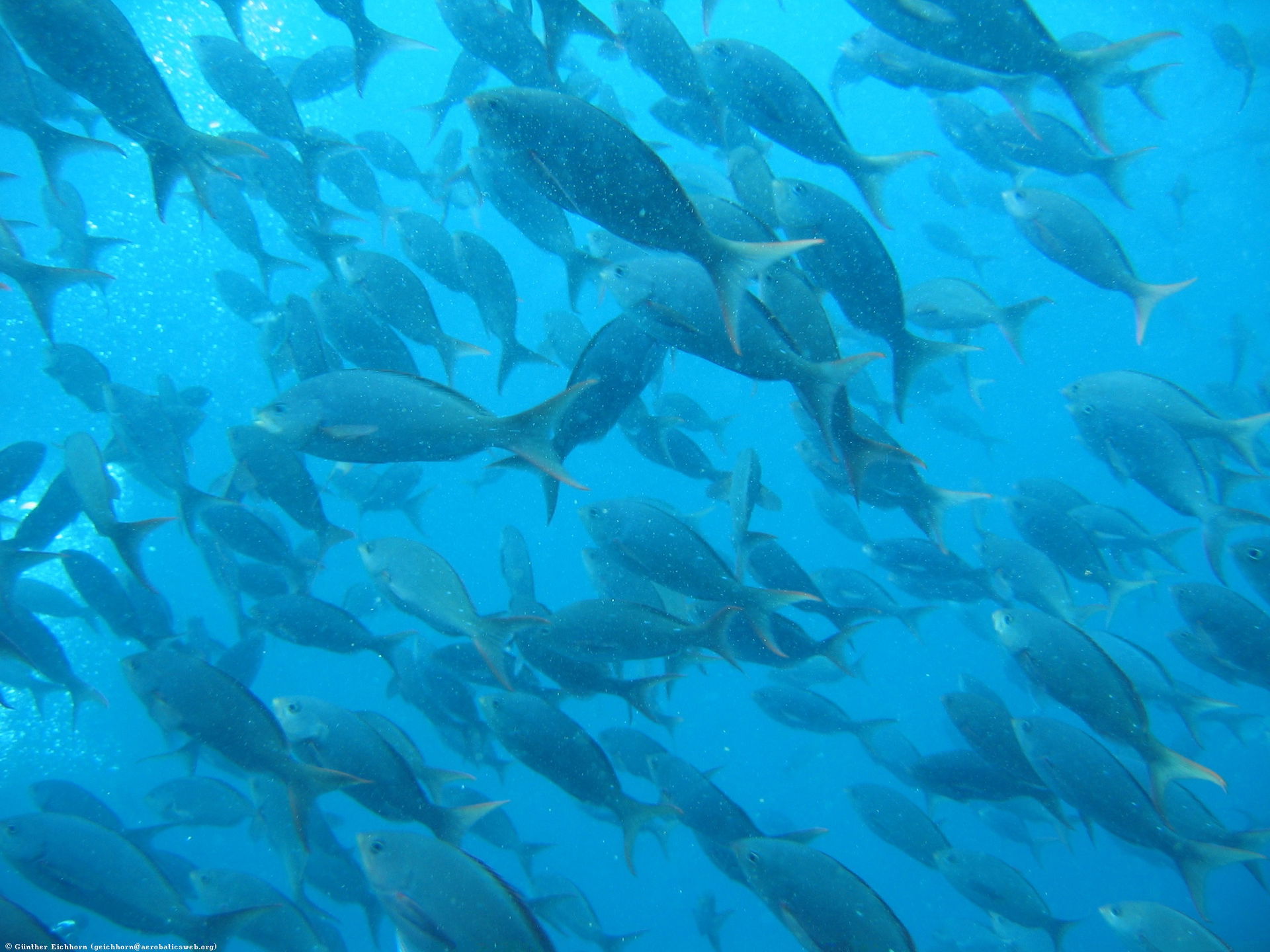 Inside a school of Pacific Creolefish (Paranthias colonus).