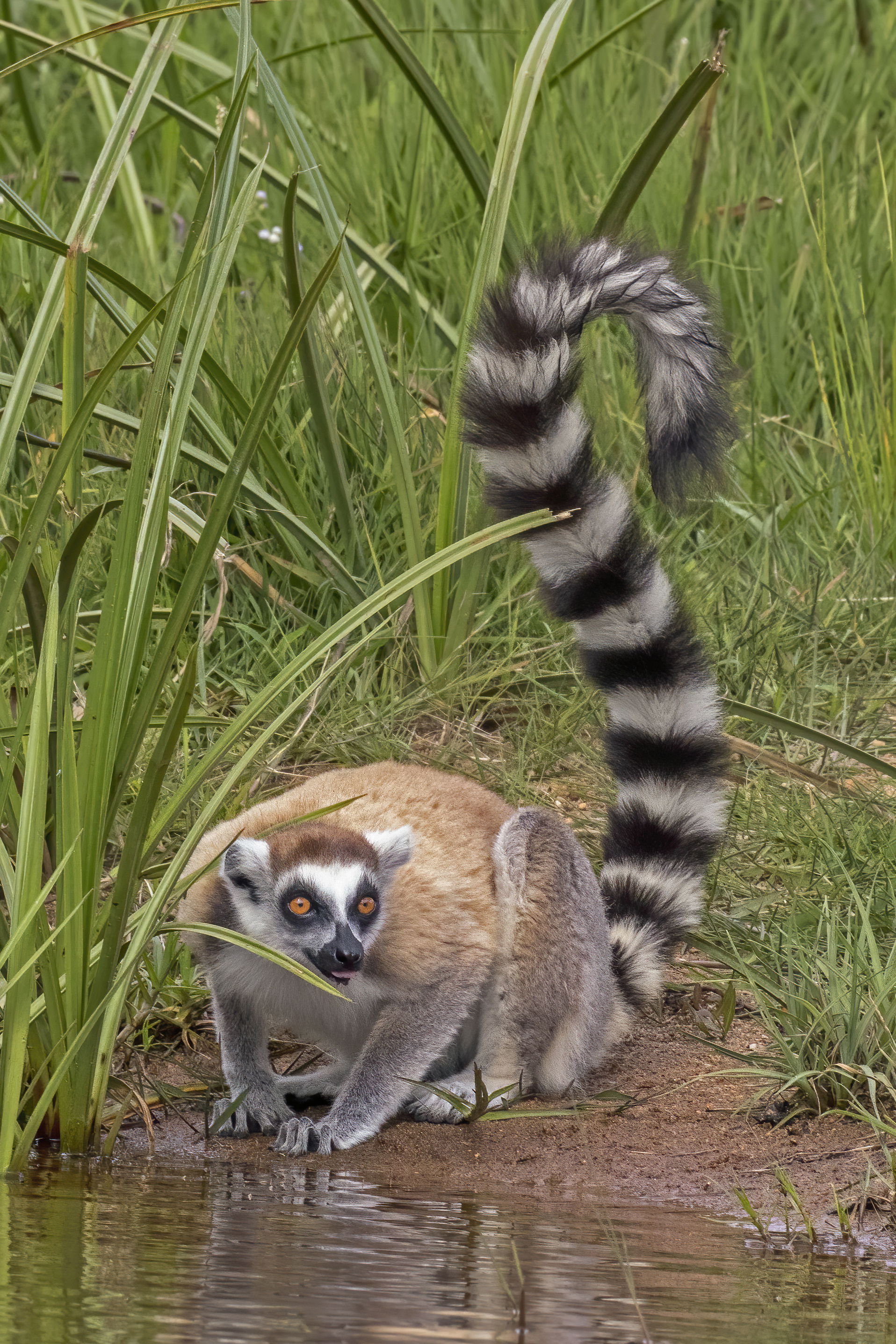 Ring-tailed lemur (Lemur catta), Andasibe, Madagascar