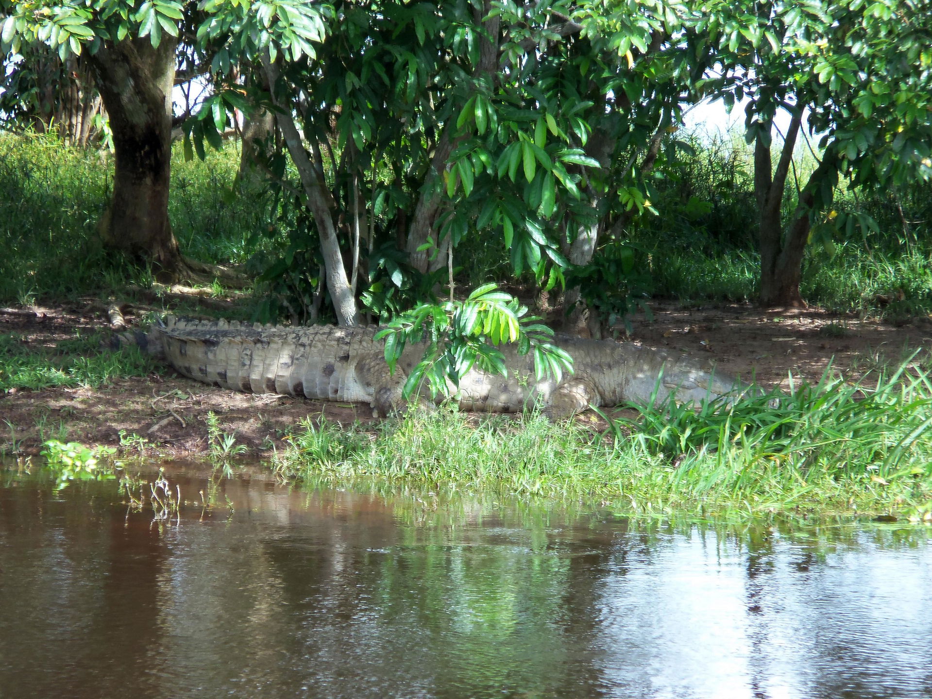 Caimán llanero a la orilla de un río en el Hato El Cedral, Apur…