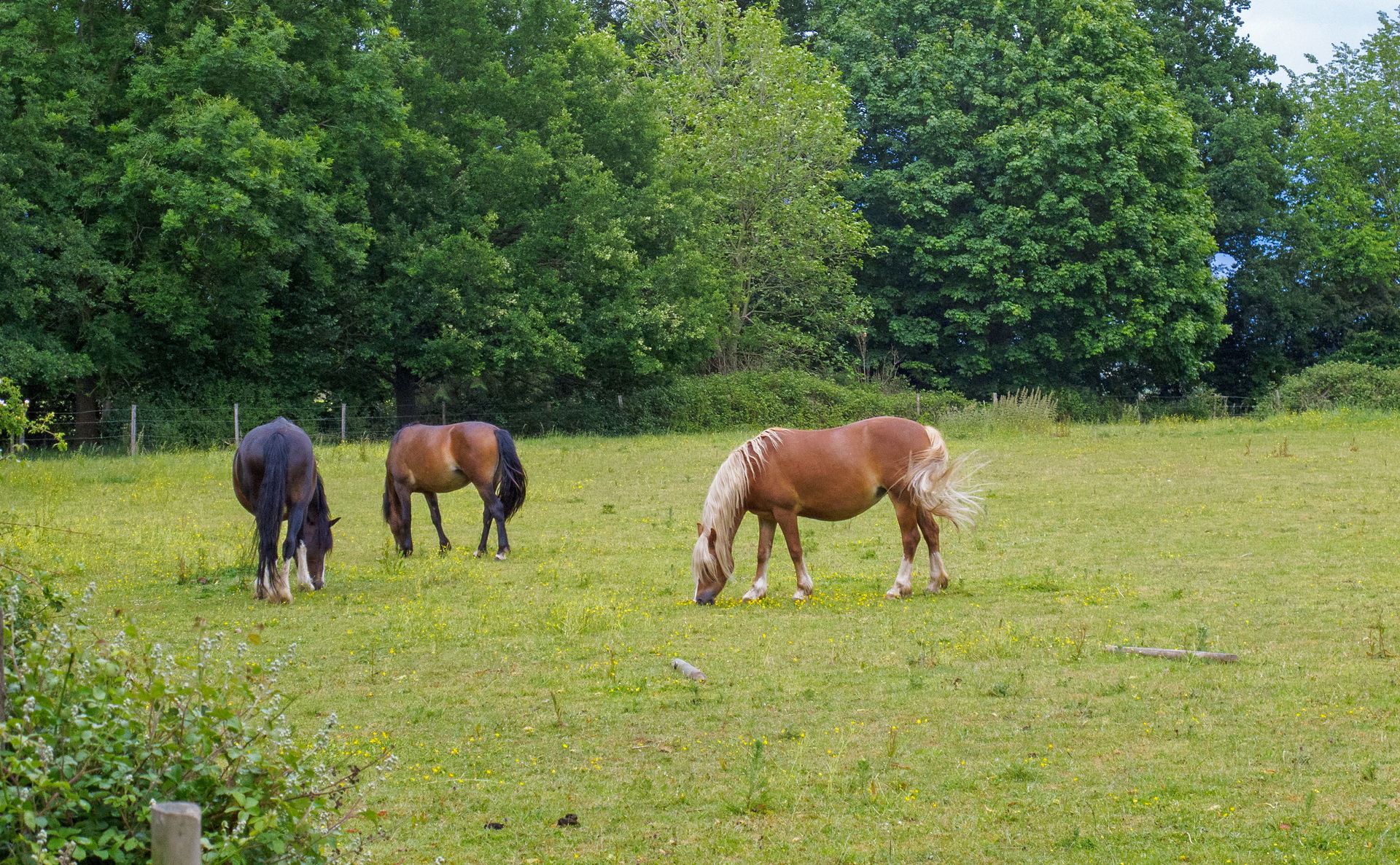 Horses in pasture, near Essex Way, Ongar