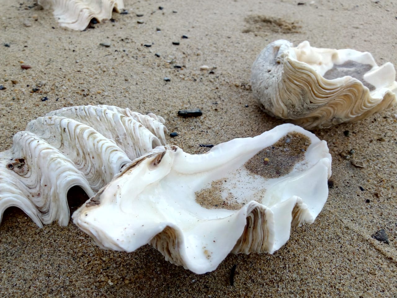 Cette photo montre des coquillages sur le sable de plage de Mas…