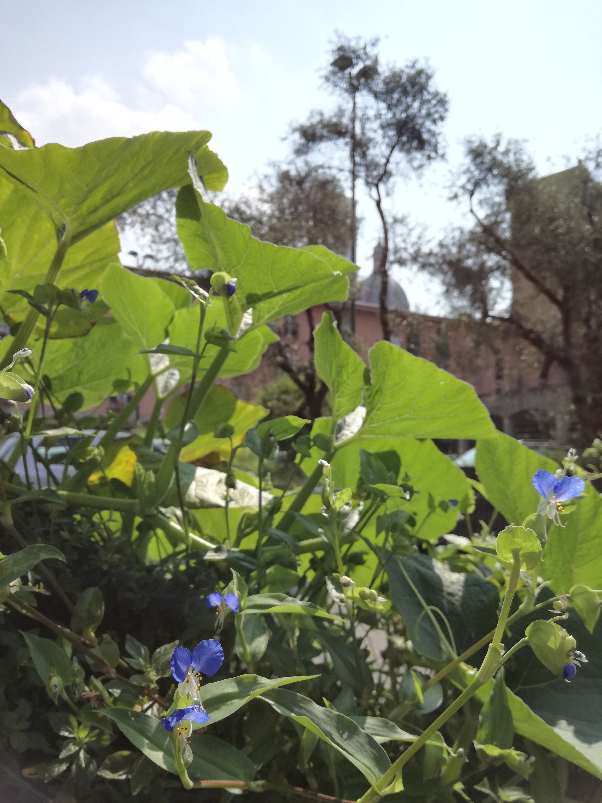 Commelina communis, Sesto San Giovanni, 2019