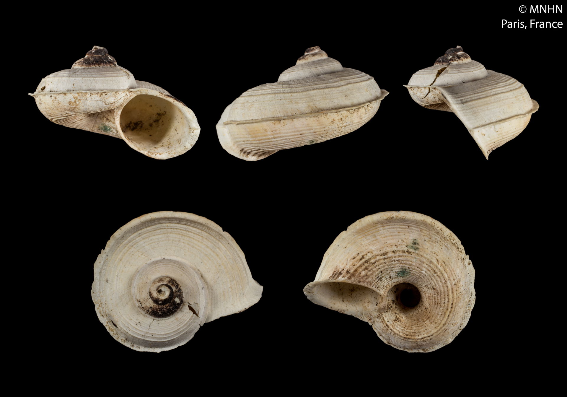 PRESERVED_SPECIMEN; Tropidophora soulaiana Fischer-Piette &…