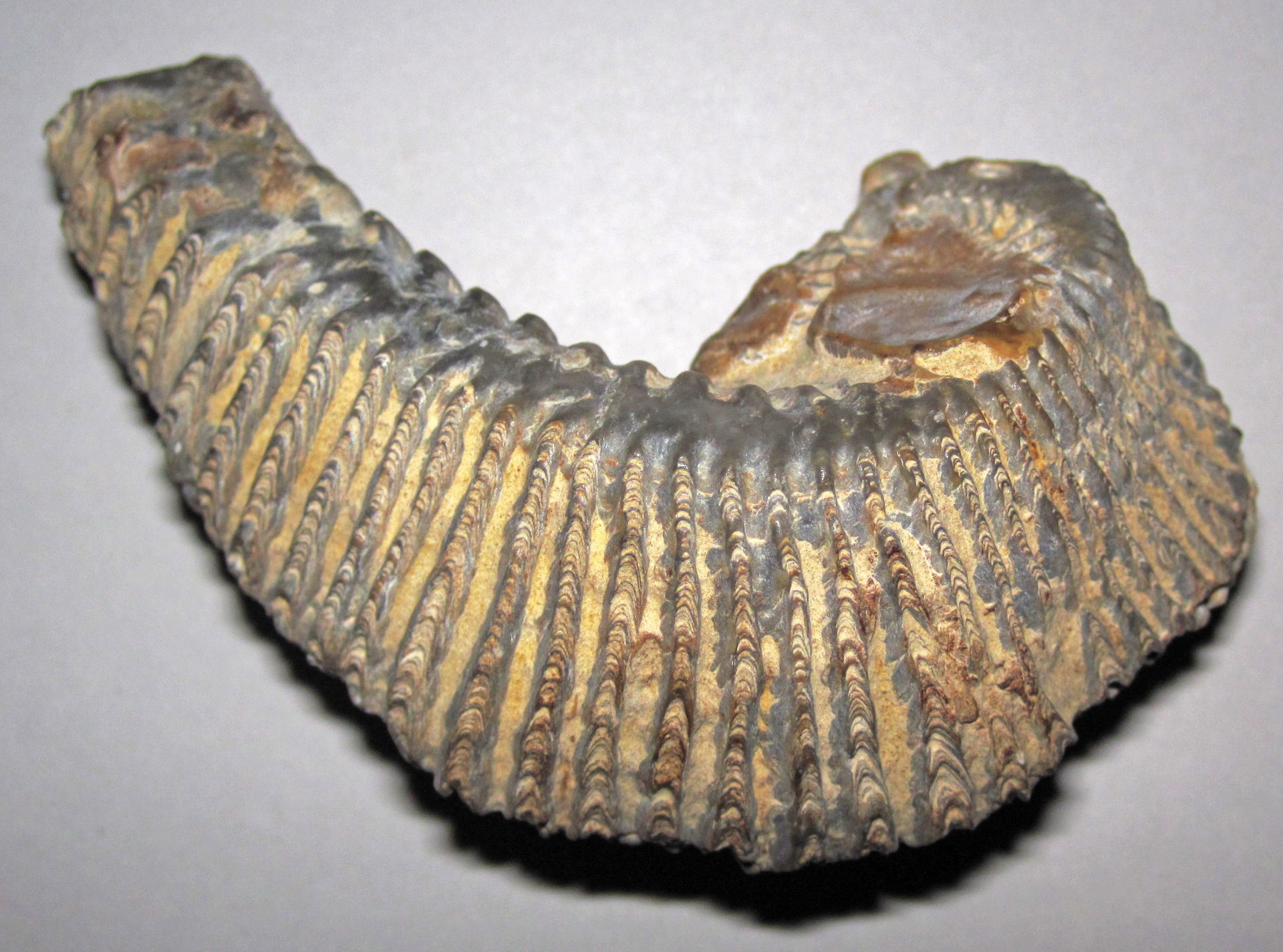 Rastellum carinatum (Lamarck, 1806) - fossil oyster from the Cr…