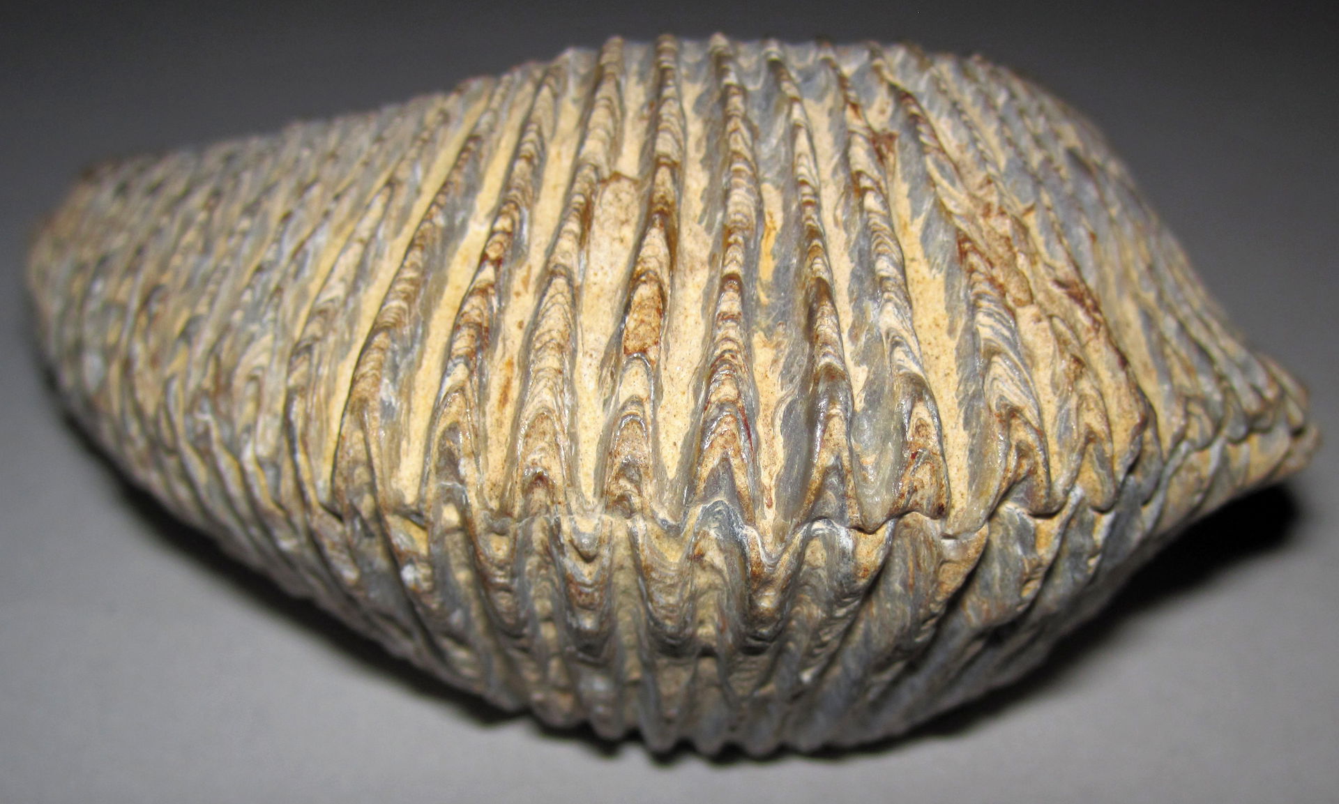 Rastellum carinatum (Lamarck, 1806) - fossil oyster from the Cr…