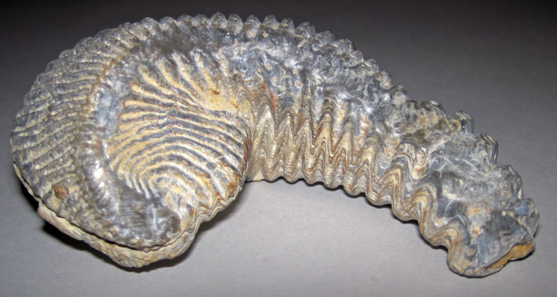 Rastellum carinatum (Lamarck, 1806) - fossil oyster from the Cr…