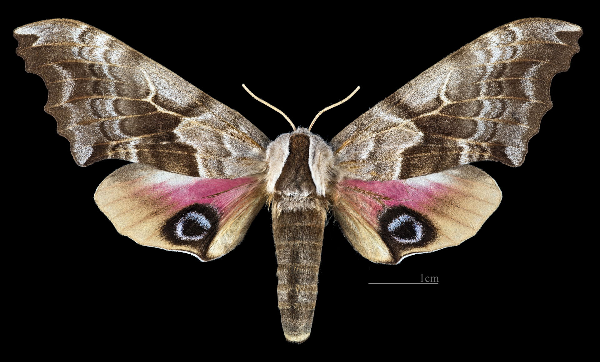 Smerinthus ophthalmica - Dorsal side
Collection of the Mathemat…