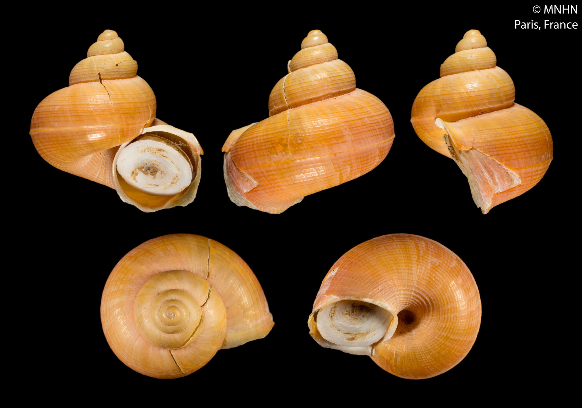 PRESERVED_SPECIMEN; Tropidophora (Ligatella) ivongoensis Fische…
