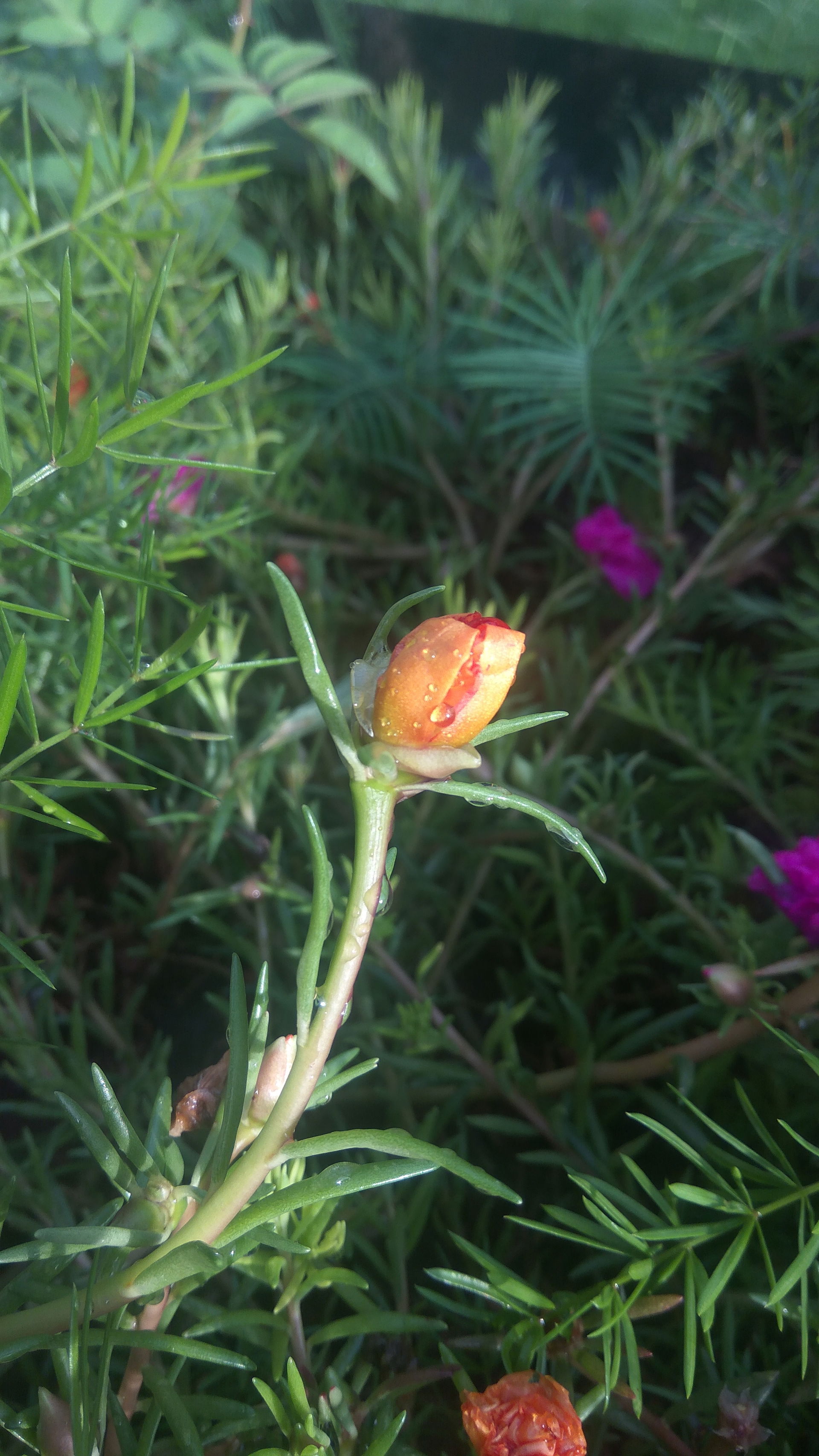 Flowers pick clicked evening at mahindra & Mahindra Tractor…