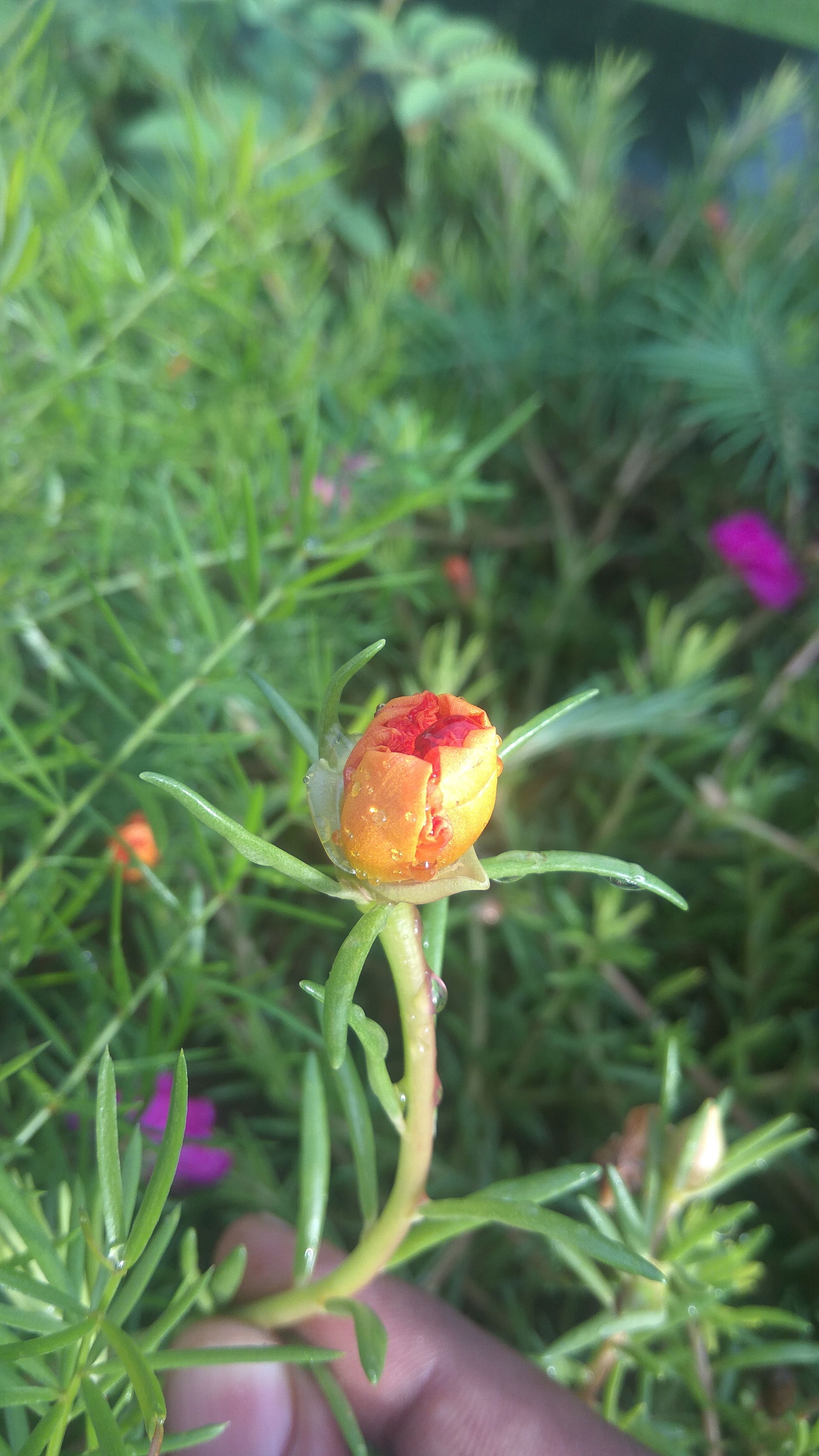 Flower pic clicked at Mahindra & Mahindra Tractor Plant Za…