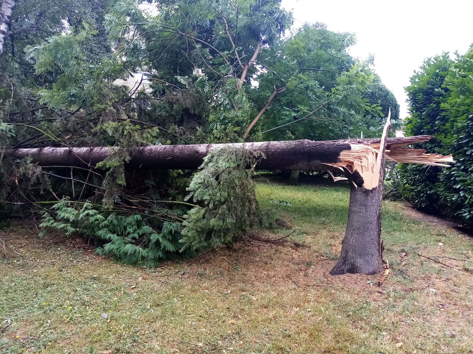 Destoryed trees in park of town of Šabac in supercell storm in …