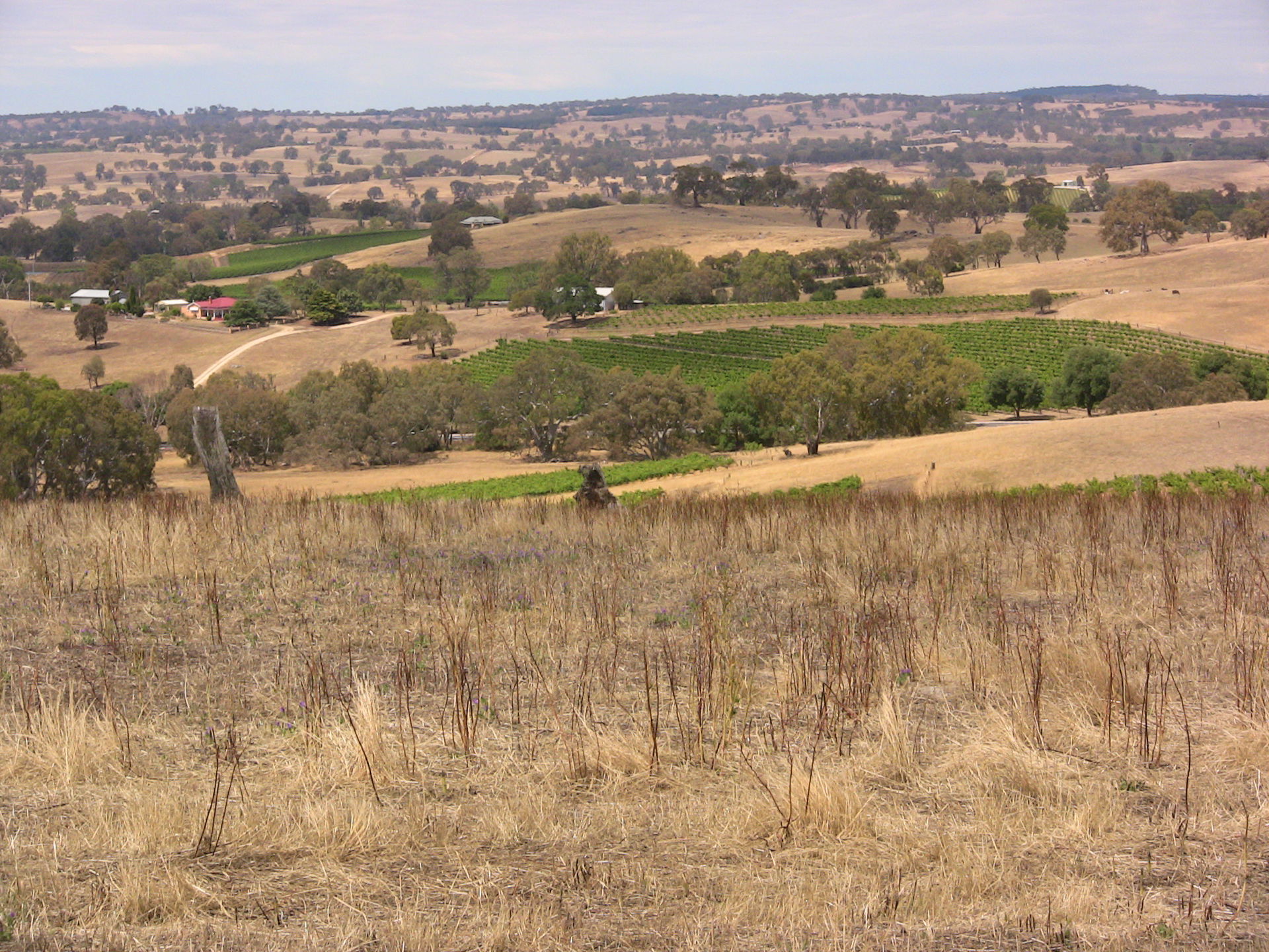 (from author) Eden Valley, Australia Barossa Valley (Wine Count…