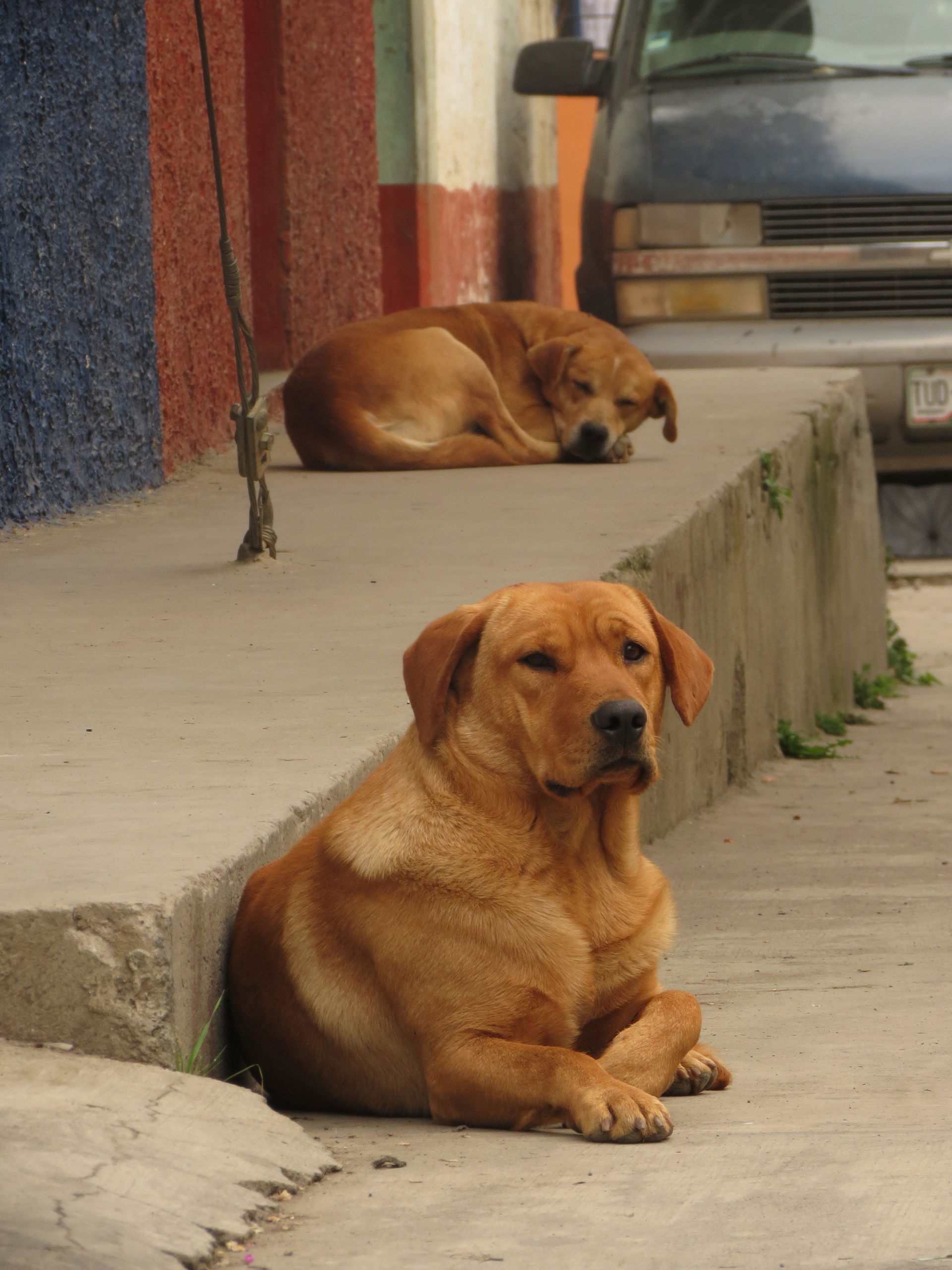 Perros. Zacapoaxtla, Puebla, Pue.